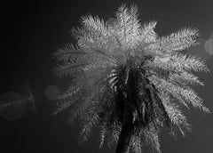 Grande nature Faune et flore  Photographie de paysage Inde Palmier Infrarouge Noir Blanc