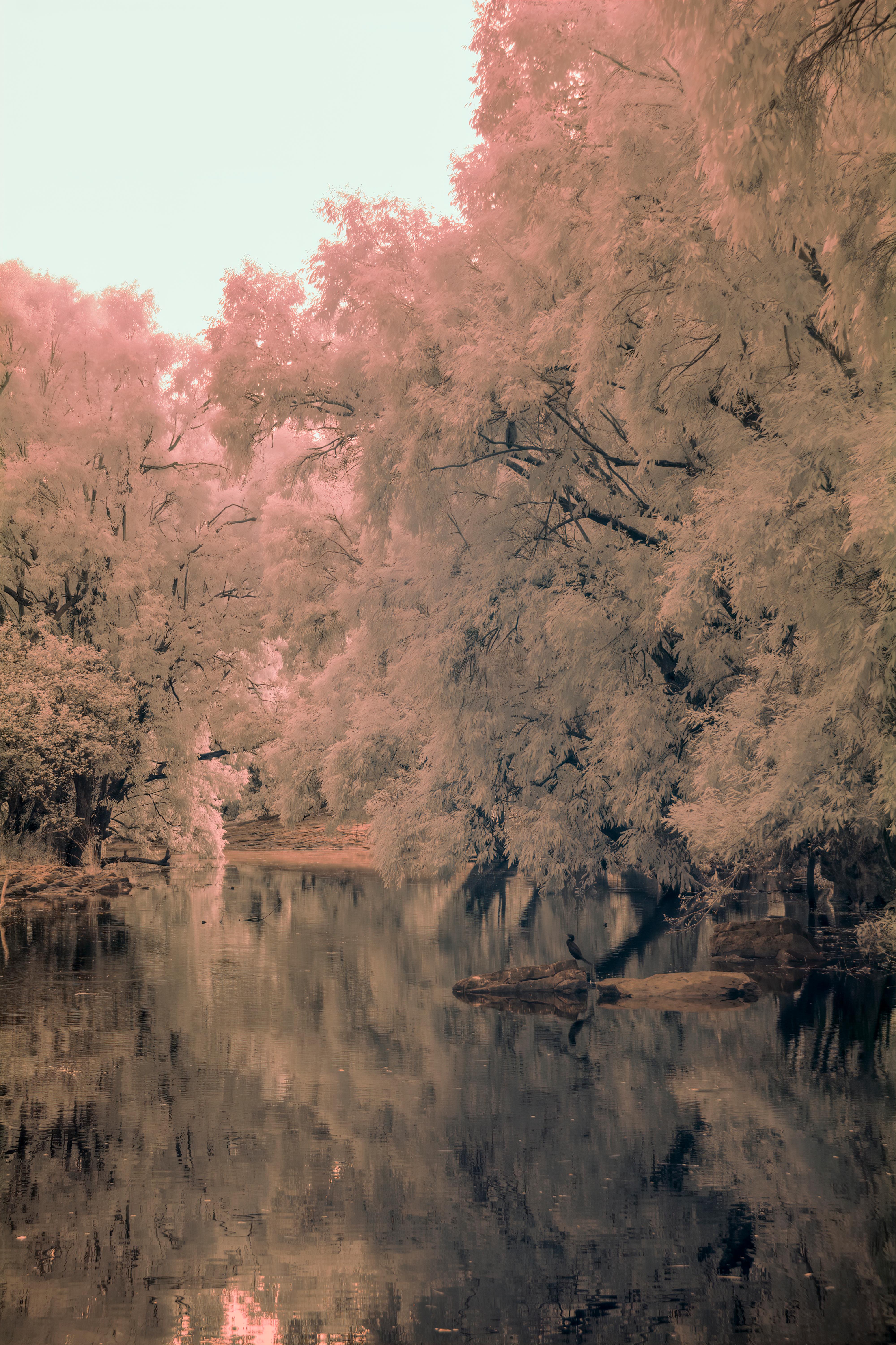 Aditya Dicky Singh Color Photograph - Large Landscape Ethereal Nature Wildlife Photograph India Pond Trees Peach Blue