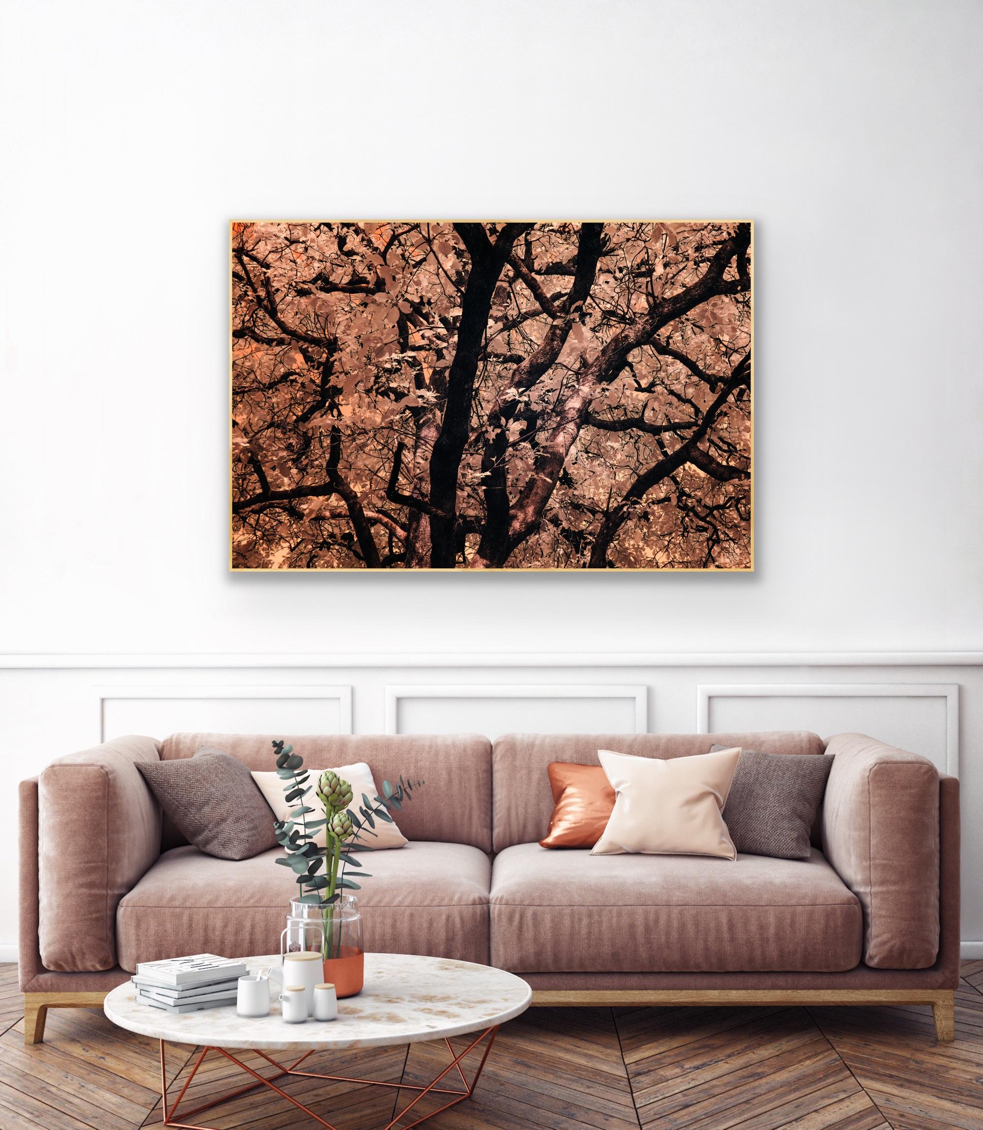 Large Landscape Nature Trees Earth Tones Peach Orange Wildlife Photograph India For Sale 7