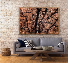 Large Landscape Nature Trees Earth Tones Peach Orange Wildlife Photograph India