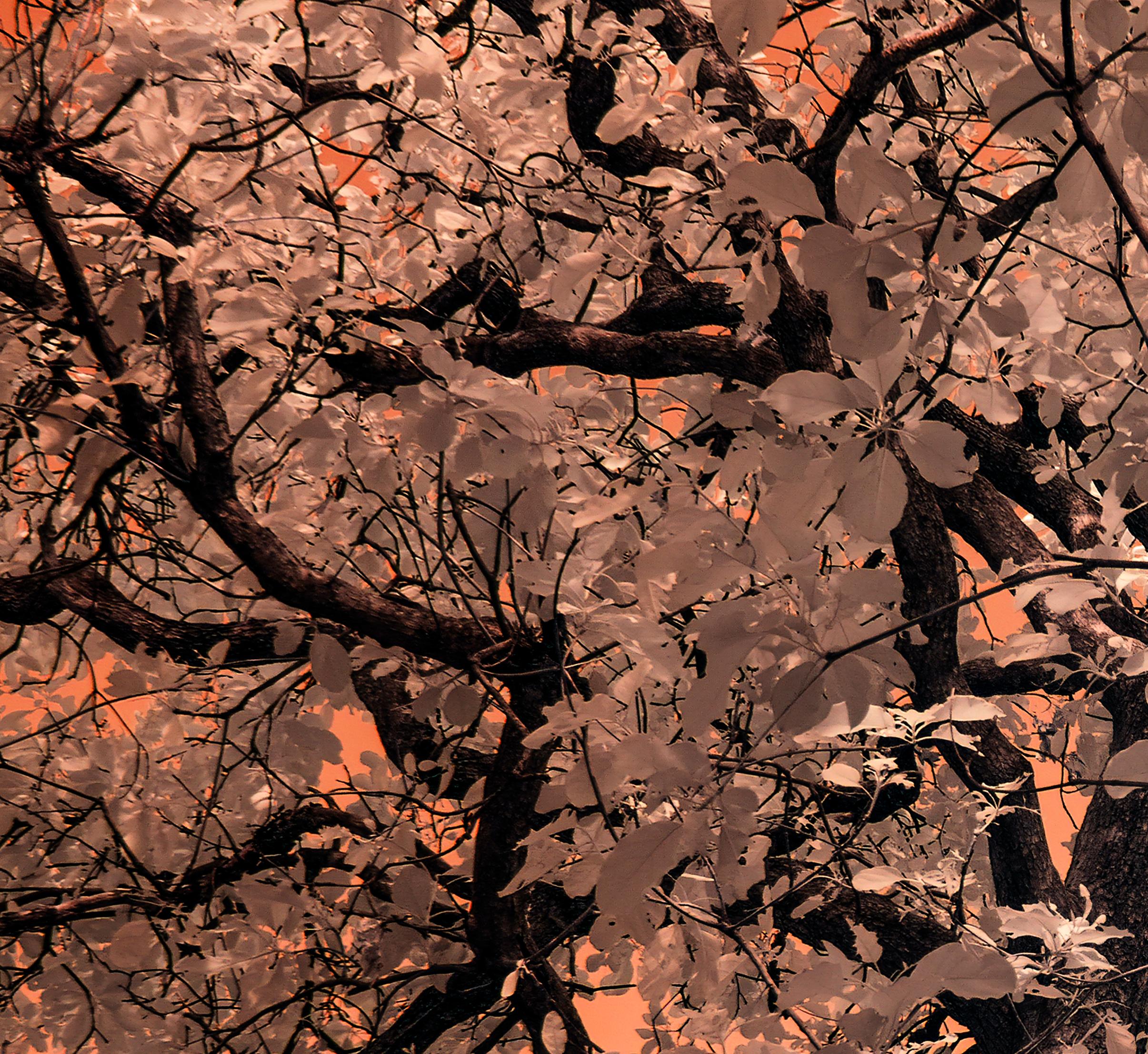 Grande photographie de paysage, arbres de la nature aux tons terreux, orange pêche, Inde - Contemporain Photograph par Aditya Dicky Singh