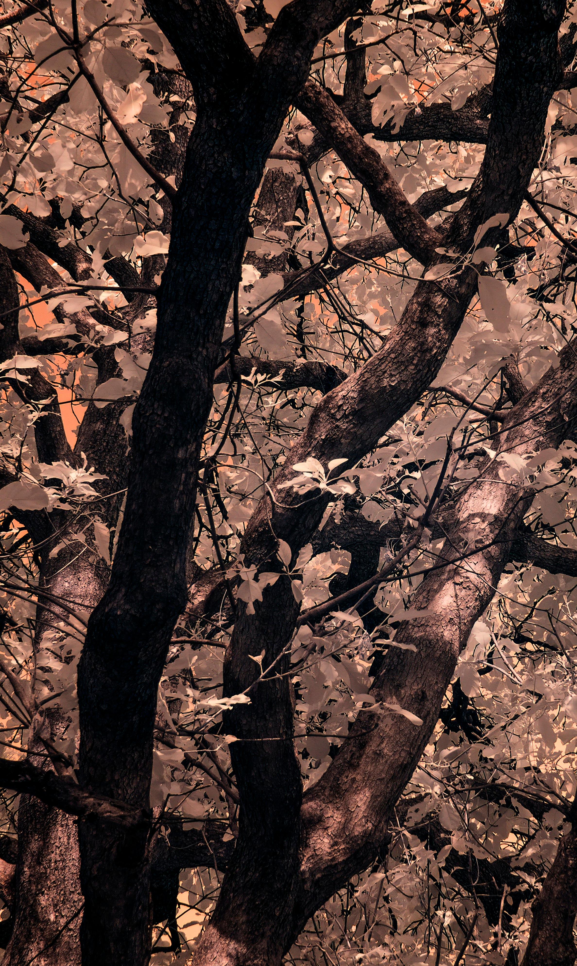 Aditya Dicky Singh,  Sans titre,  Photographie infrarouge sur papier d'archivage de haute qualité Hahnemuhle  
*Veuillez noter que cette œuvre d'art peut être  imprimée à n'importe quelle taille tant que le rapport reste le même. 

Nous réalisons