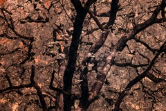 Large Landscape Nature Trees Earth Tones Peach Orange Wildlife Photograph India