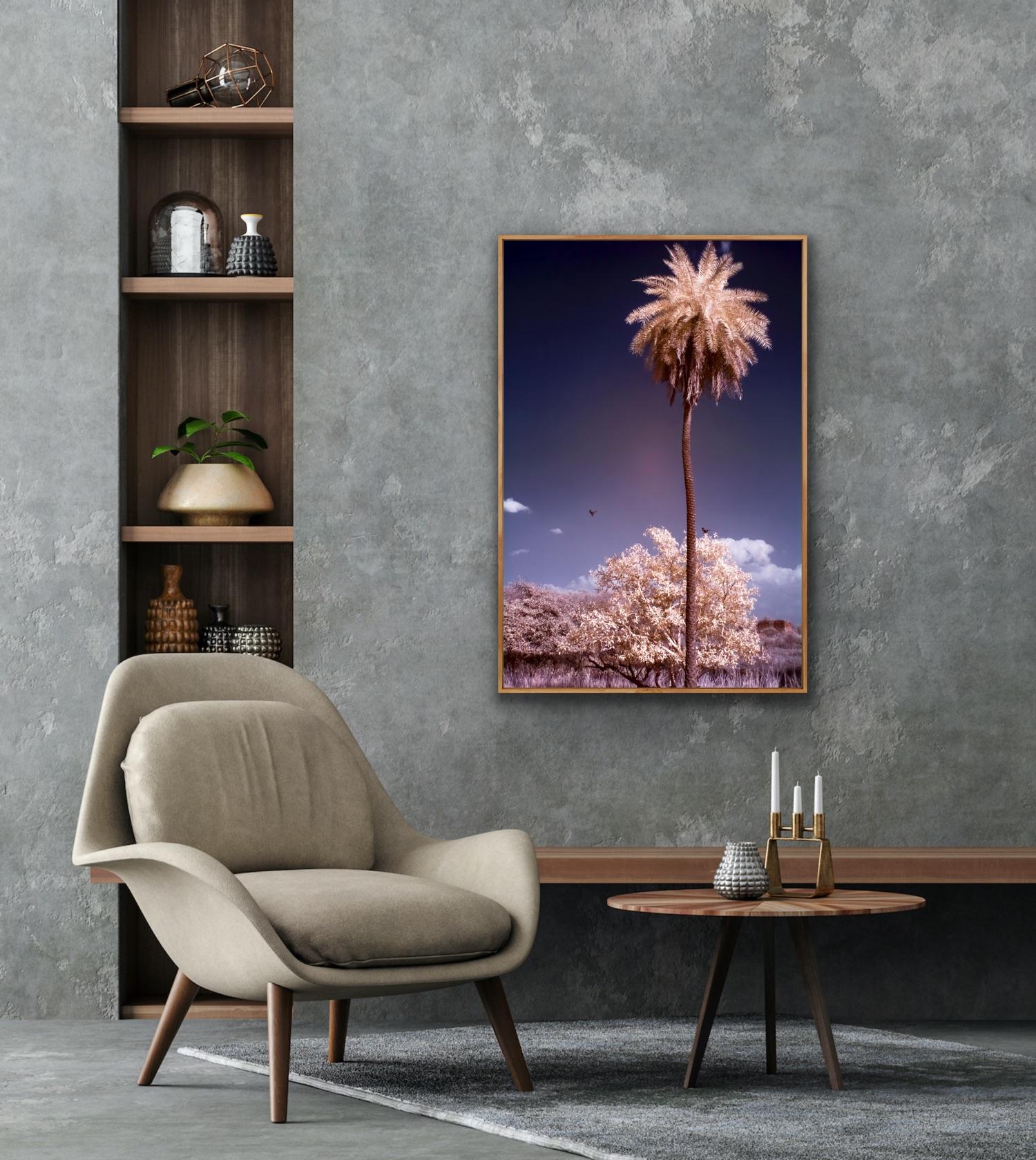 Large Landscape Nature Wildlife Palm Tree Photograph India Forest Blue Purple For Sale 15