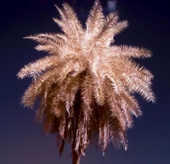 Large Landscape Nature Wildlife Palm Tree Photograph India Forest Blue Purple