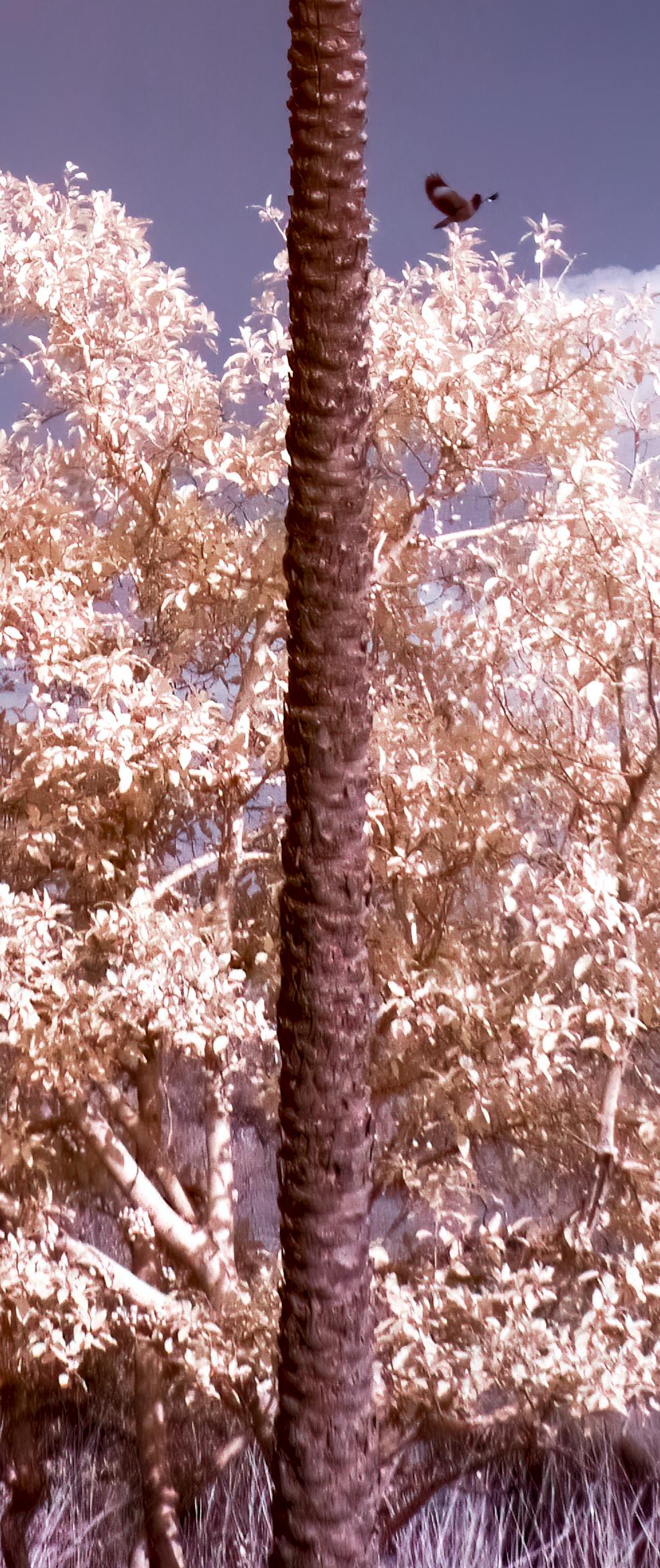 Large Landscape Nature Wildlife Palm Tree Photograph India Forest Blue Purple For Sale 3
