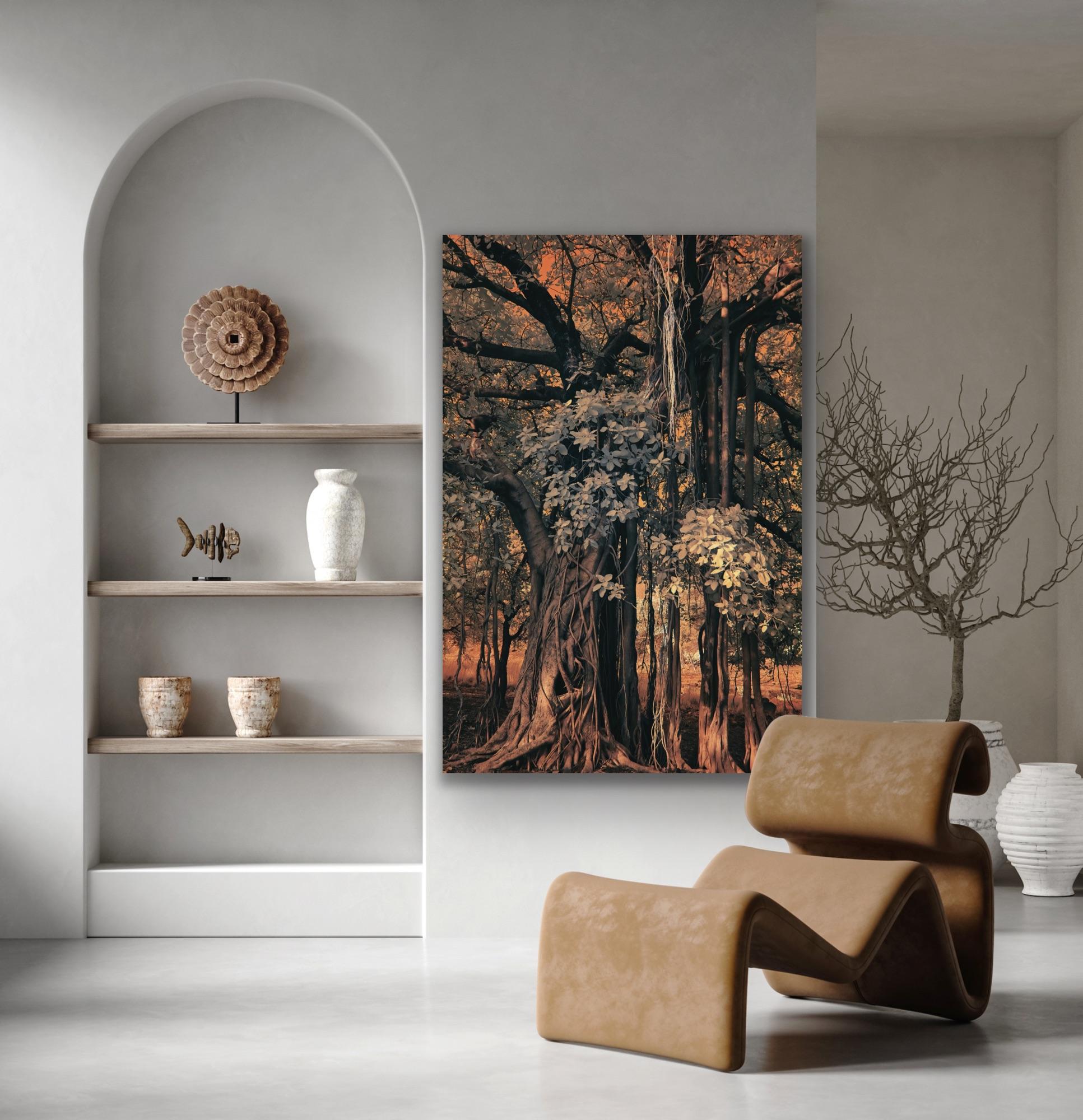 Large Landscape Nature Wildlife Photograph India Banyan Tree Orange Brown Forest For Sale 10