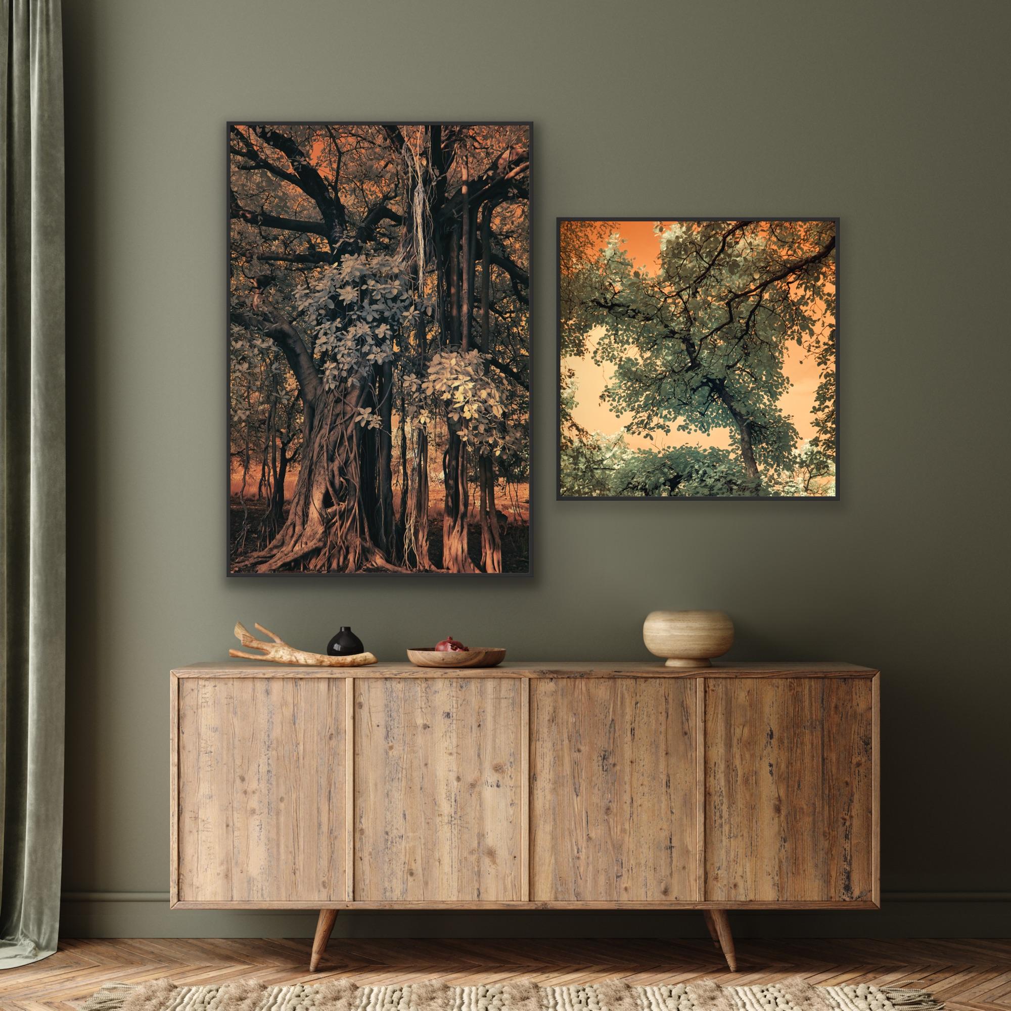 Large Landscape Nature Wildlife Photograph India Banyan Tree Orange Brown Forest For Sale 14