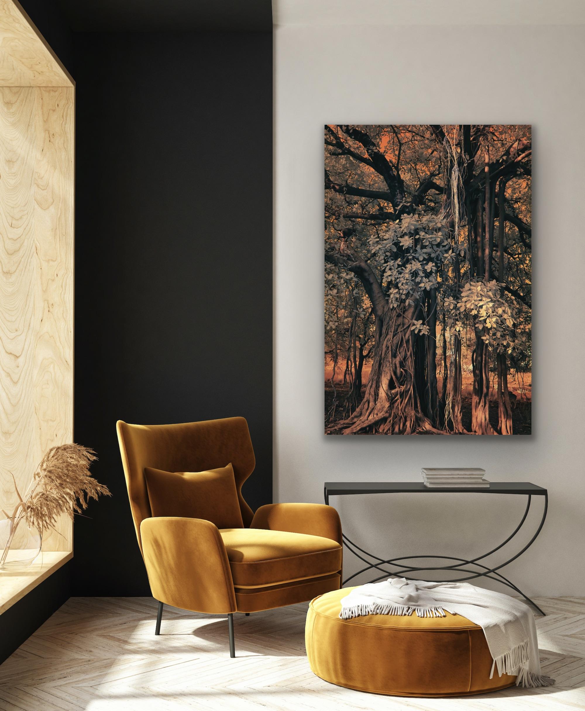 Large Landscape Nature Wildlife Photograph India Banyan Tree Orange Brown Forest For Sale 15