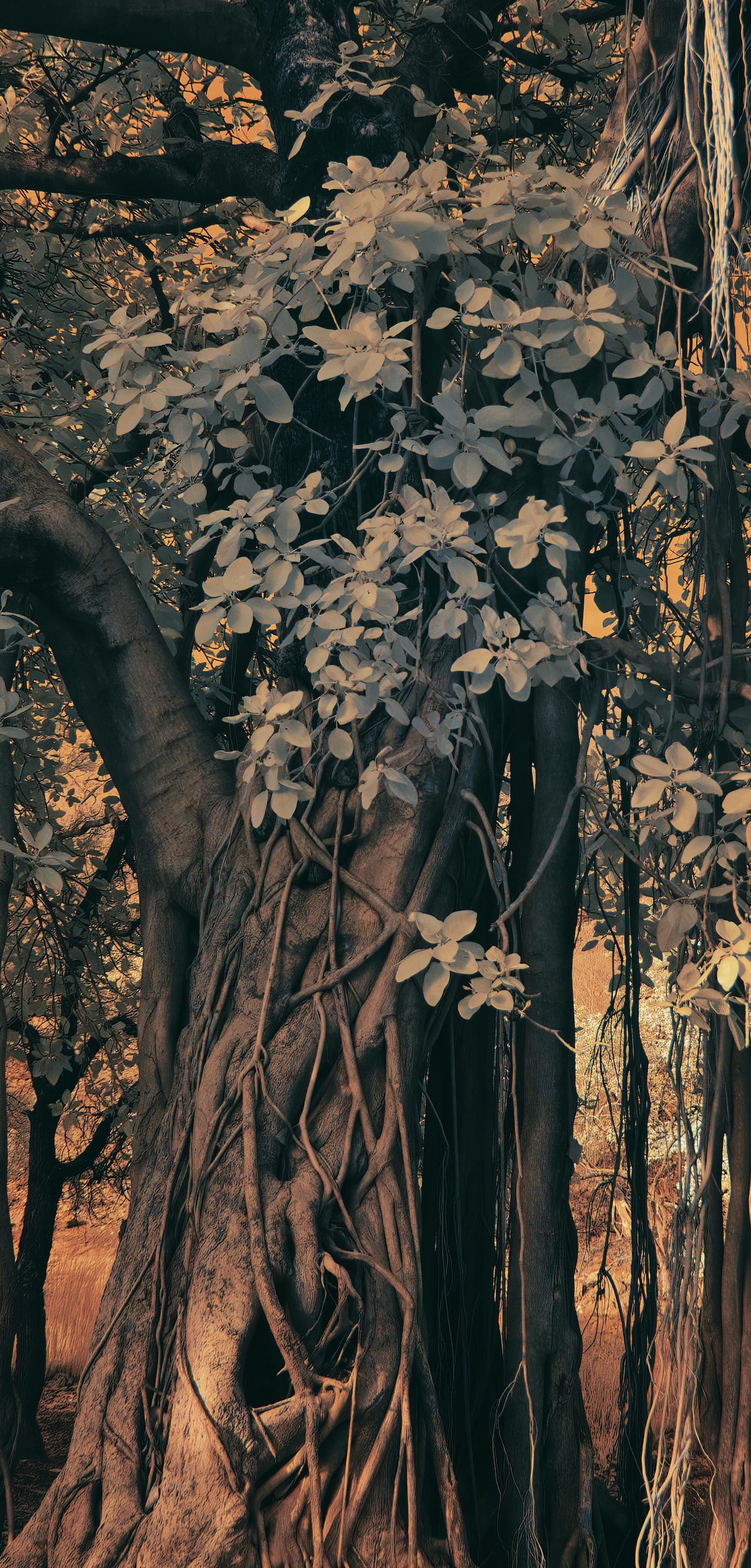 Large Landscape Nature Wildlife Photograph India Banyan Tree Orange Brown Forest For Sale 1