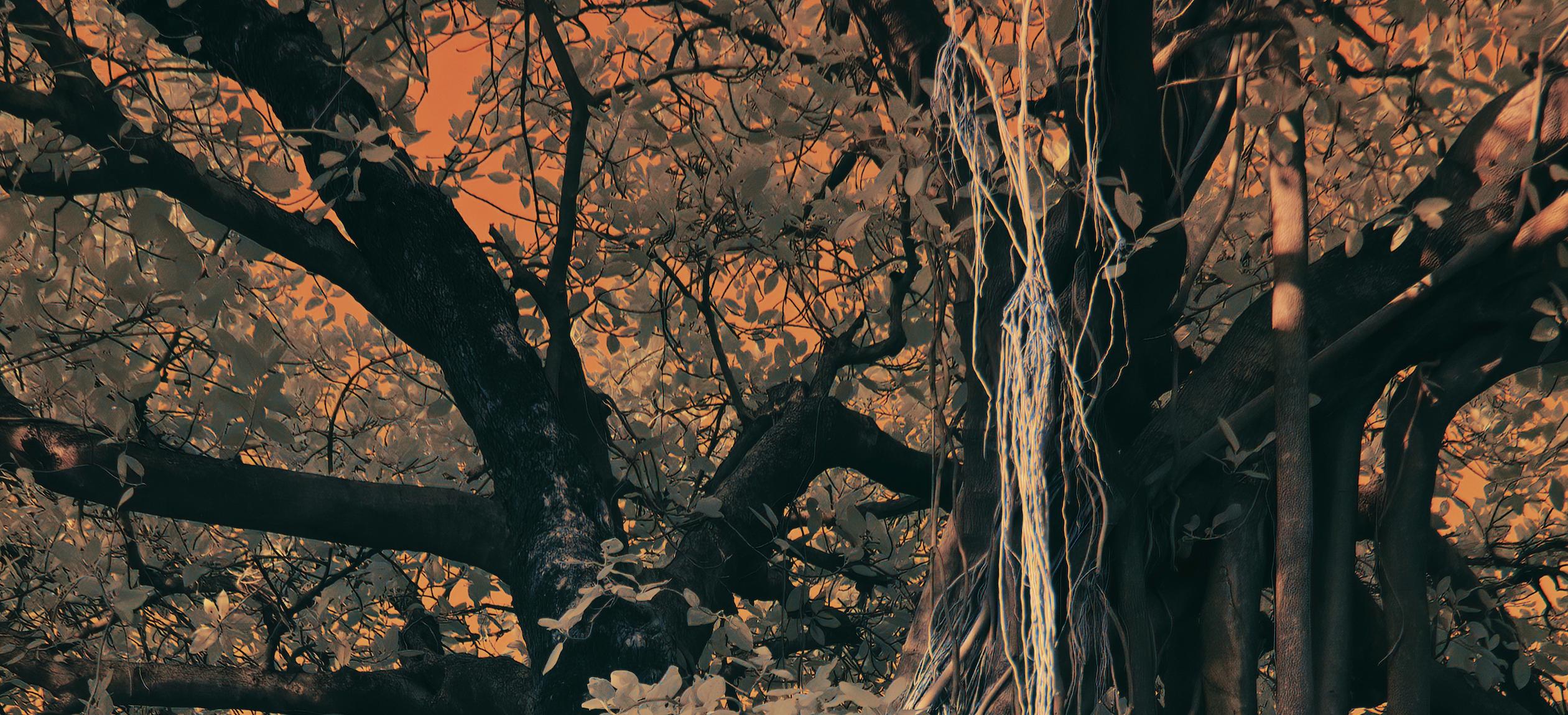 Large Landscape Nature Wildlife Photograph India Banyan Tree Orange Brown Forest For Sale 2