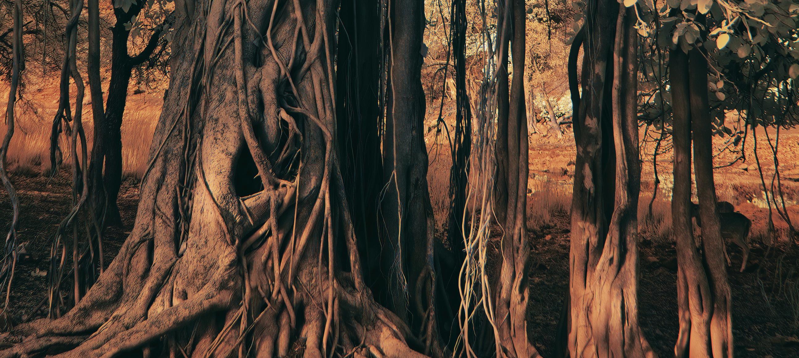 Large Landscape Nature Wildlife Photograph India Banyan Tree Orange Brown Forest For Sale 3