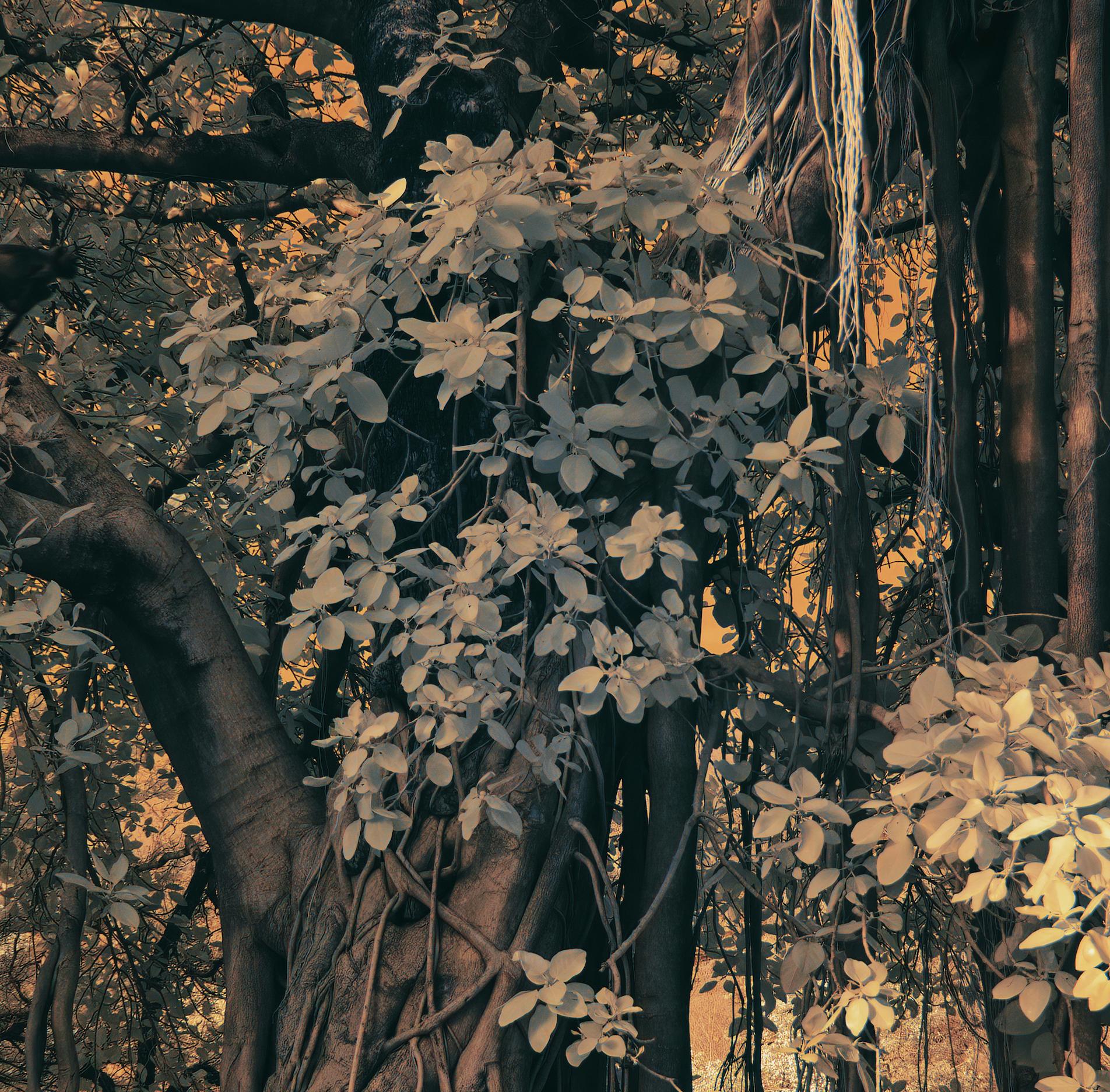Large Landscape Nature Wildlife Photograph India Banyan Tree Orange Brown Forest For Sale 4