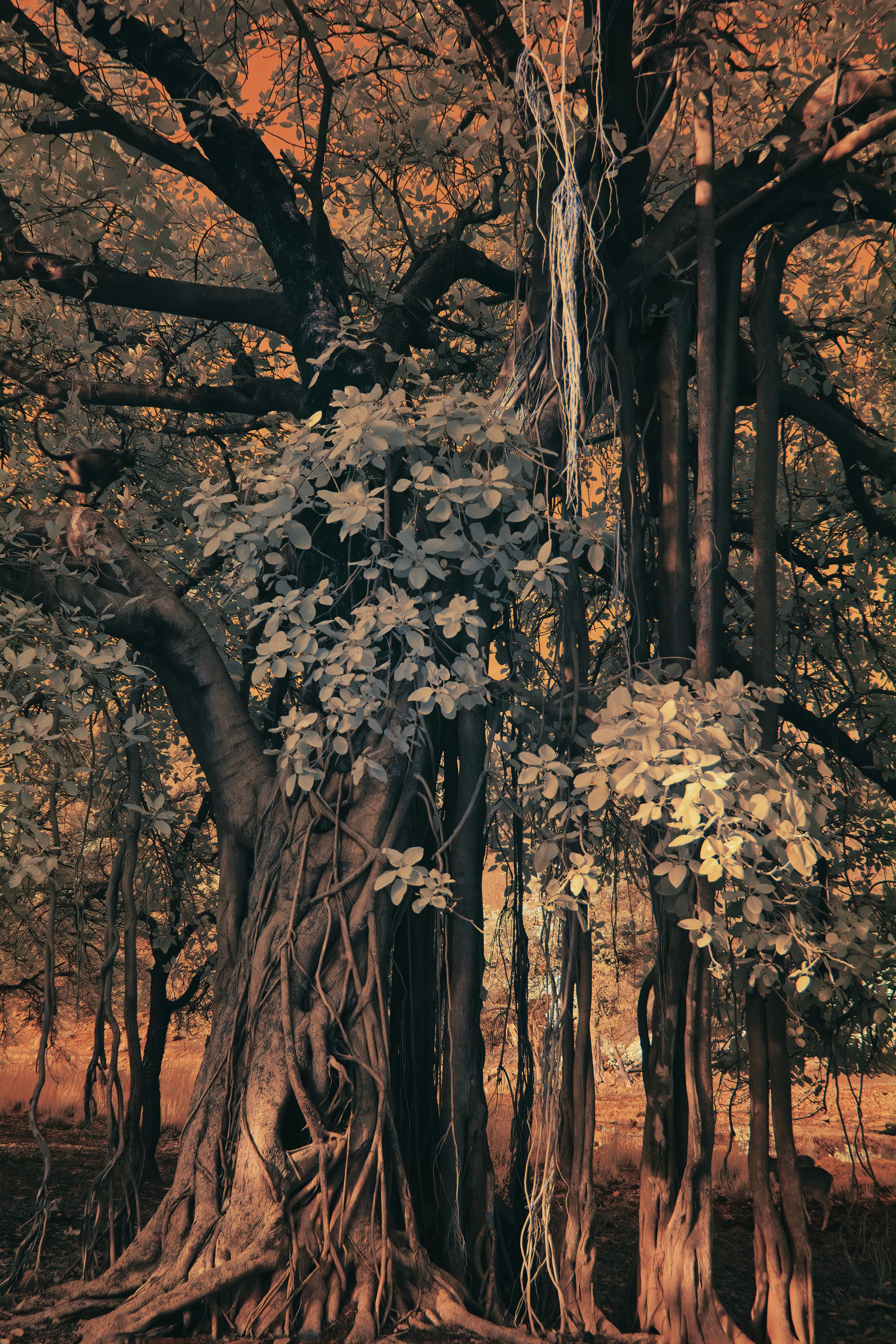 Aditya Dicky Singh Color Photograph - Large Landscape Nature Wildlife Photograph India Banyan Tree Orange Brown Forest