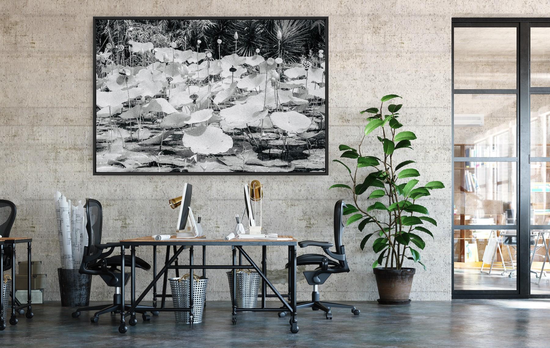 Large  Paysage Nature Wildlife Photographie Nature Lotus Pond Black White India en vente 7