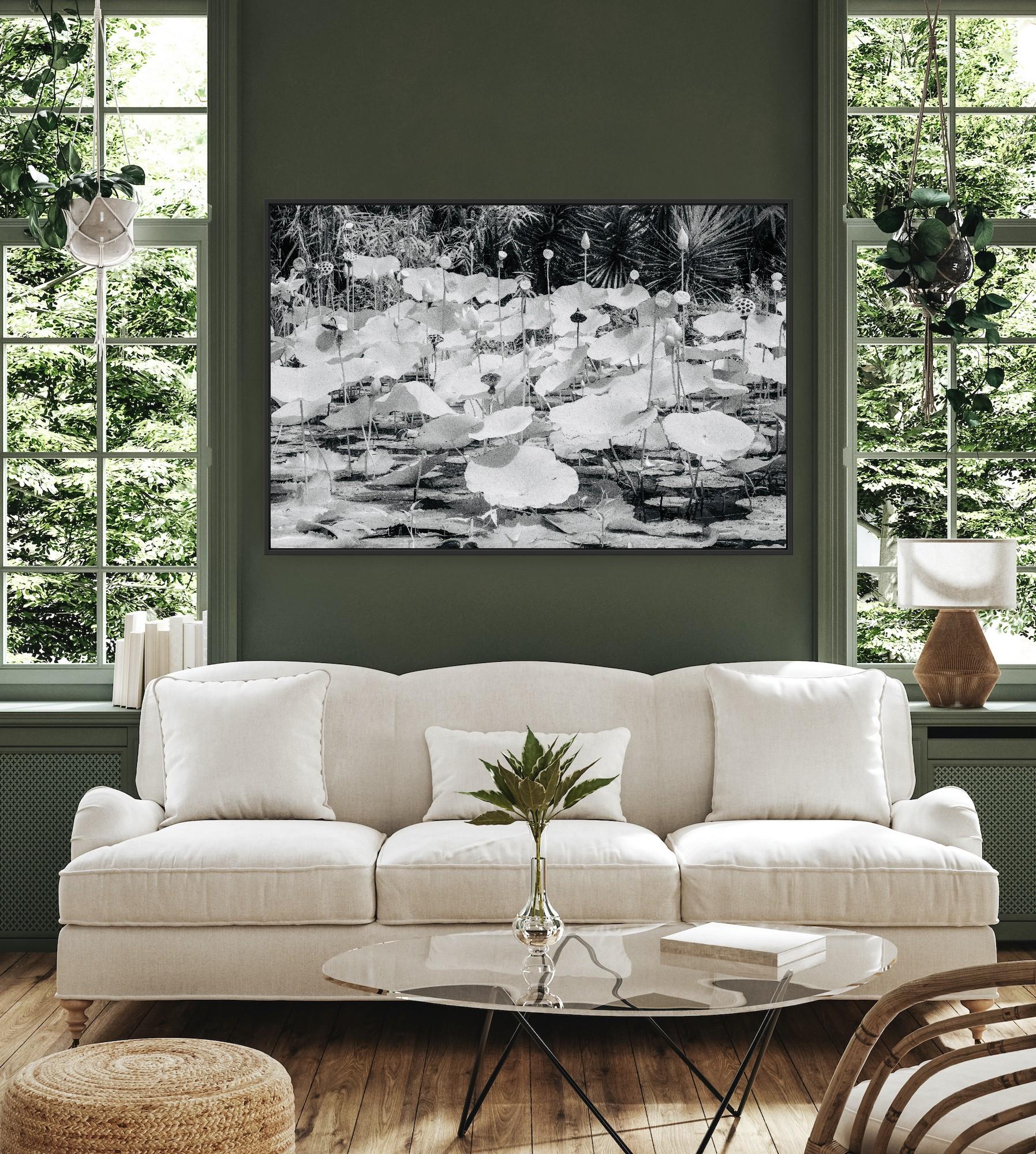 Large  Paysage Nature Wildlife Photographie Nature Lotus Pond Black White India en vente 8