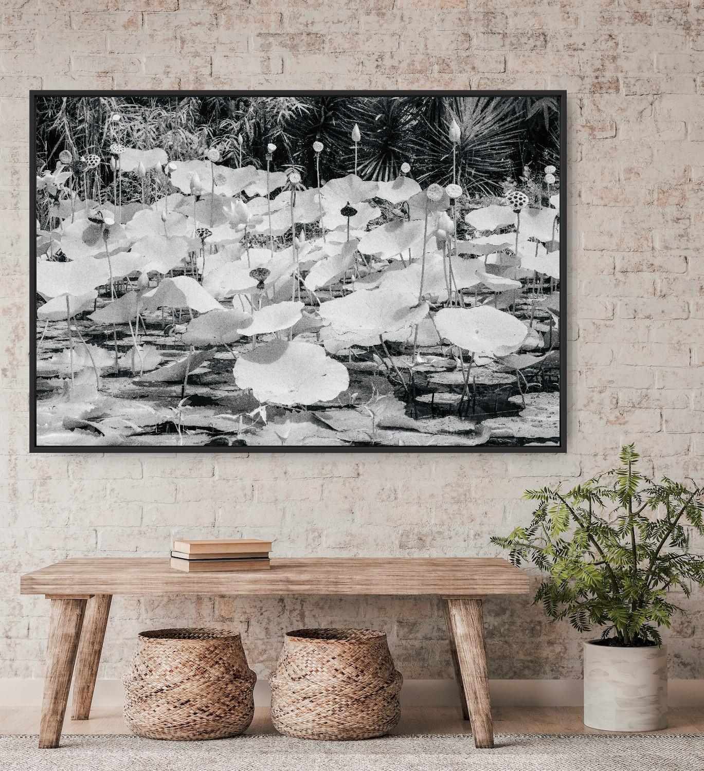 Large  Paysage Nature Wildlife Photographie Nature Lotus Pond Black White India en vente 9