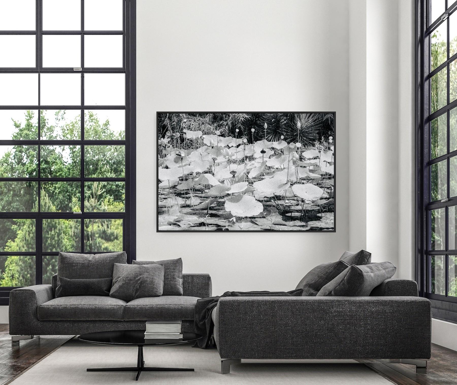 Large  Paysage Nature Wildlife Photographie Nature Lotus Pond Black White India en vente 13