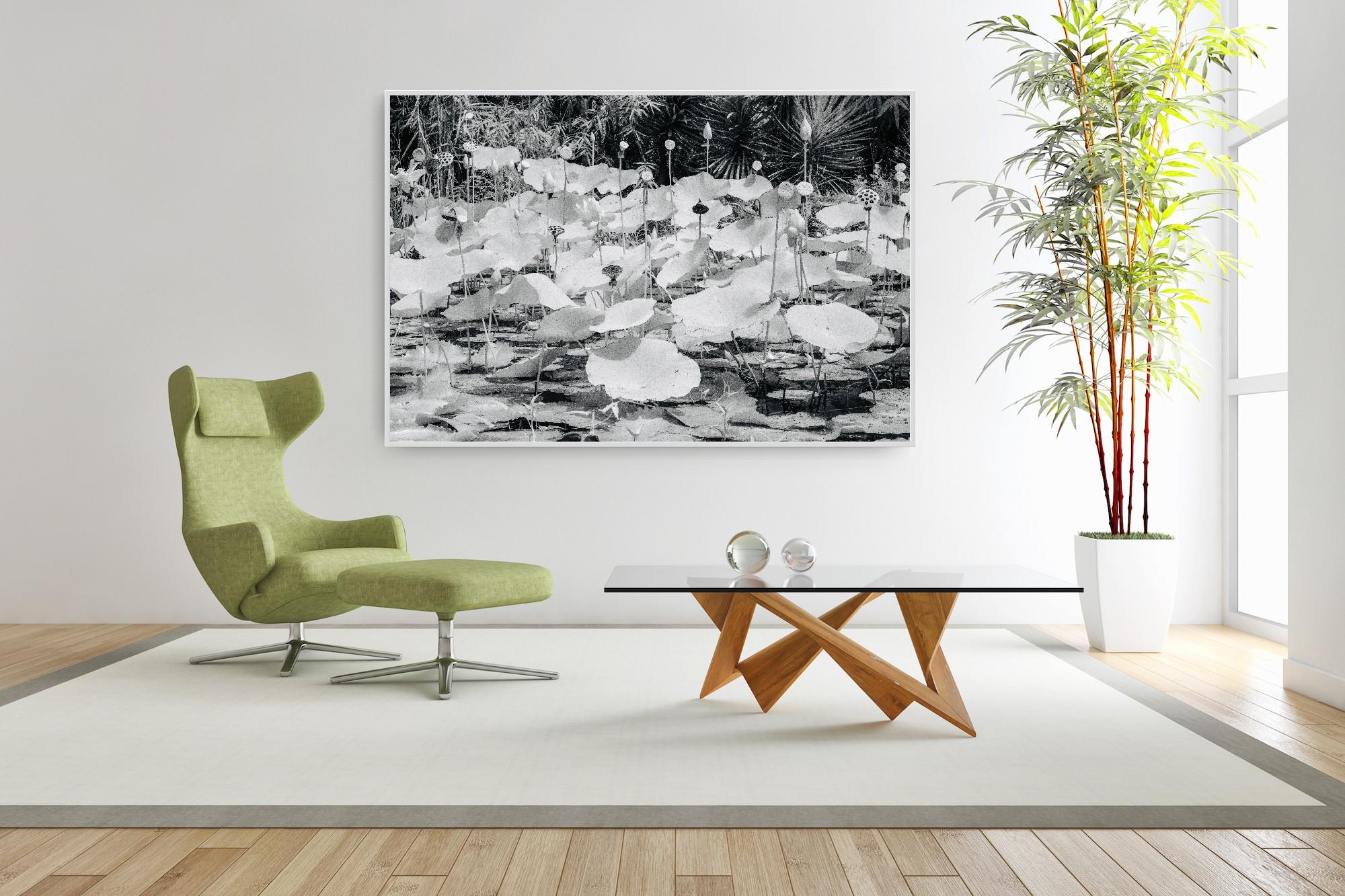 Large  Paysage Nature Wildlife Photographie Nature Lotus Pond Black White India en vente 14