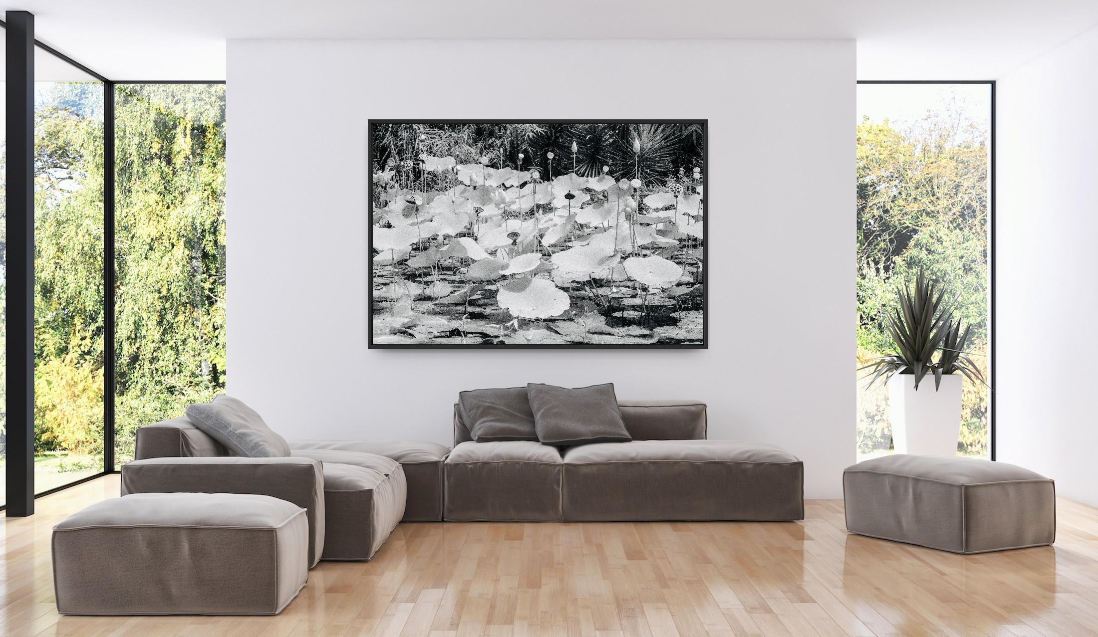 Large  Paysage Nature Wildlife Photographie Nature Lotus Pond Black White India en vente 16