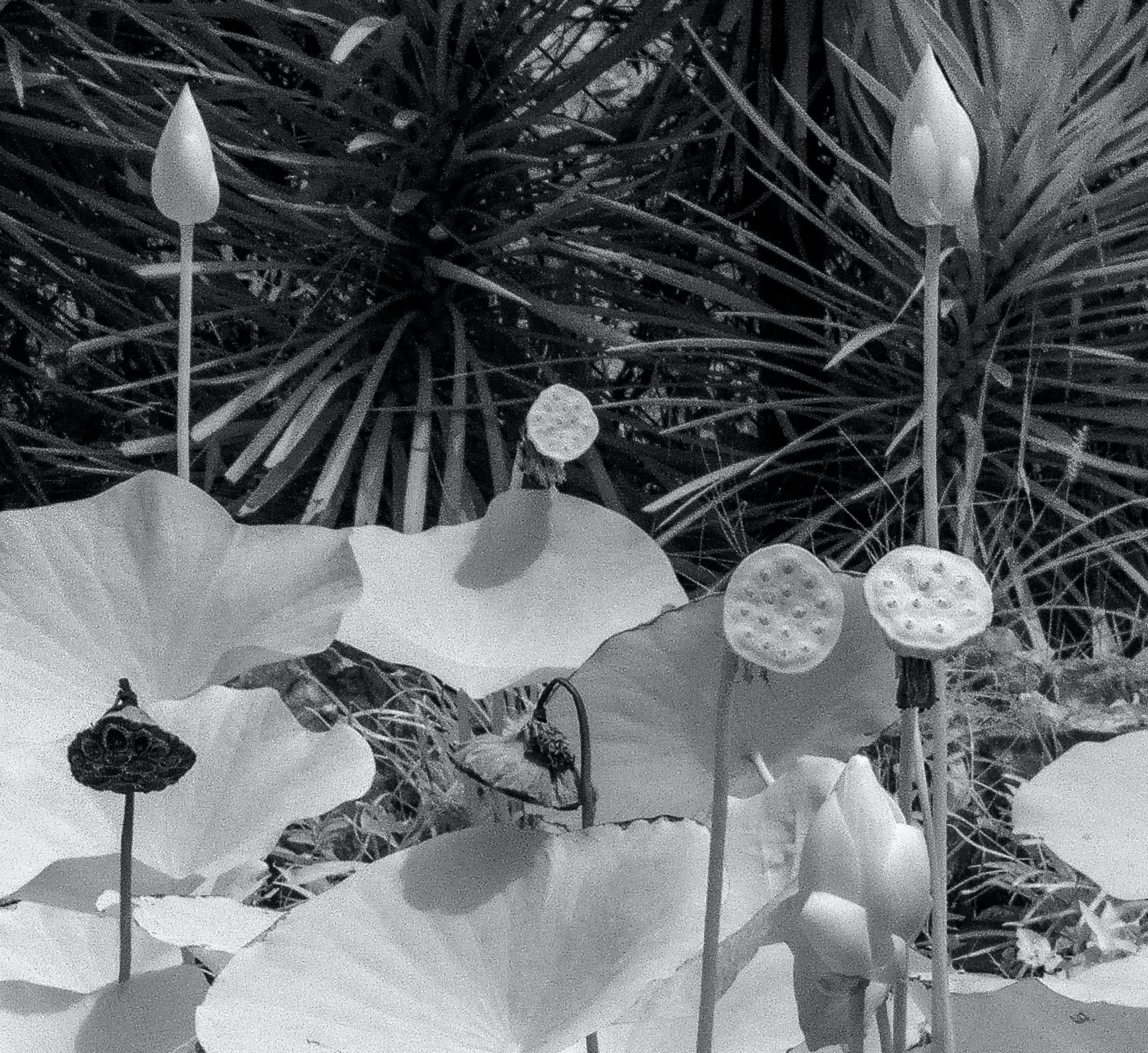 Large  Paysage Nature Wildlife Photographie Nature Lotus Pond Black White India - Gris Black and White Photograph par Aditya Dicky Singh