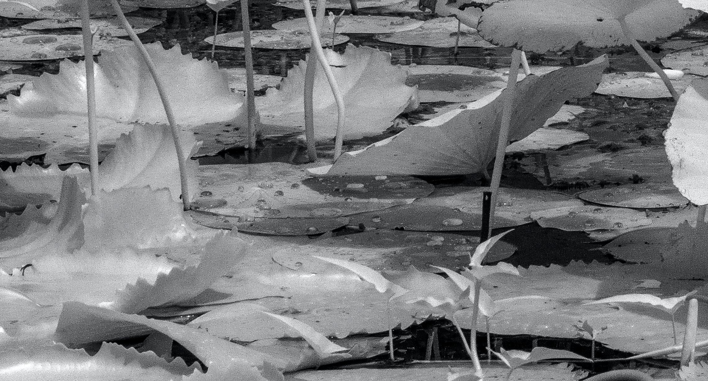 Large  Paysage Nature Wildlife Photographie Nature Lotus Pond Black White India en vente 1