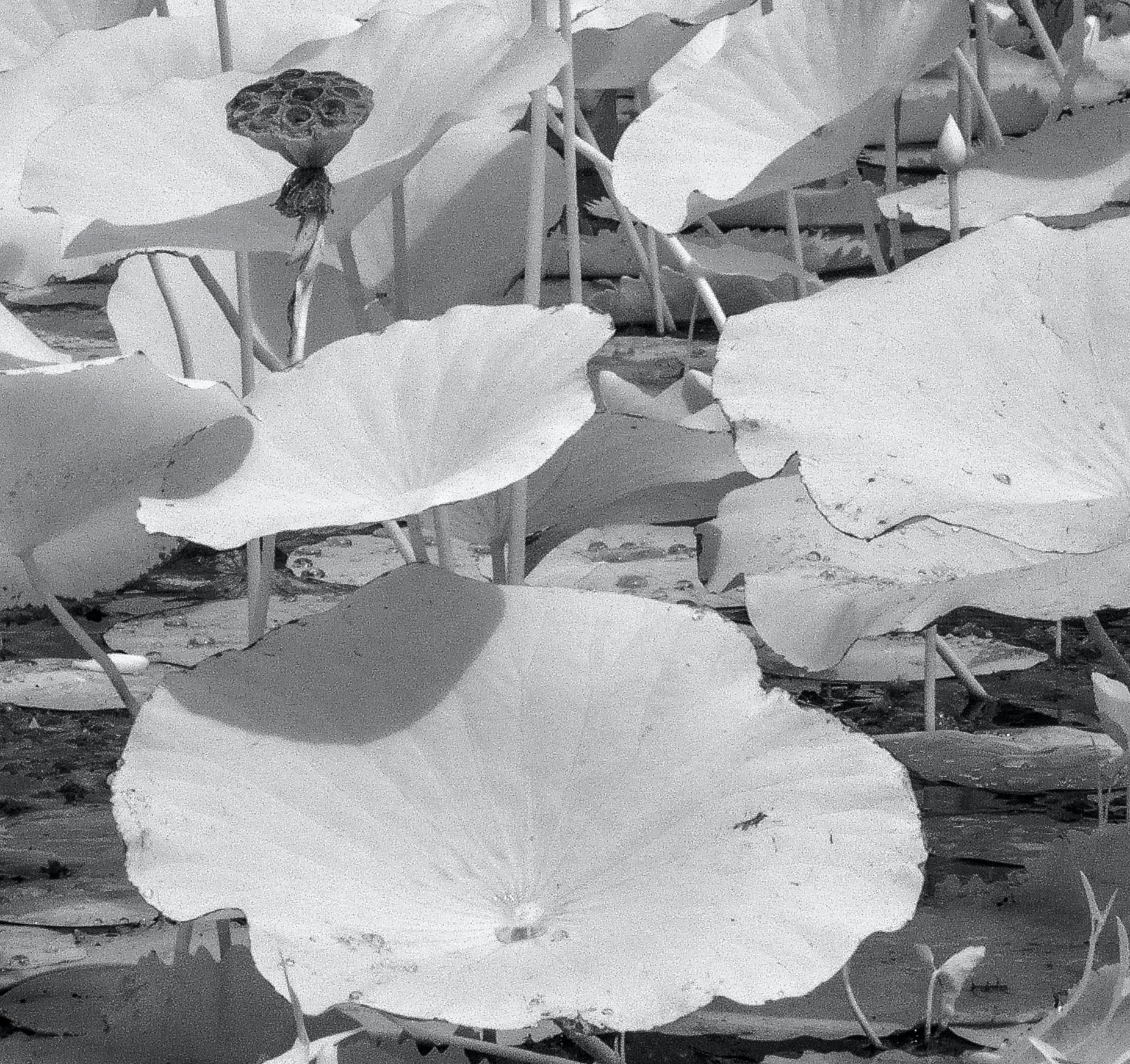 Large  Paysage Nature Wildlife Photographie Nature Lotus Pond Black White India en vente 4