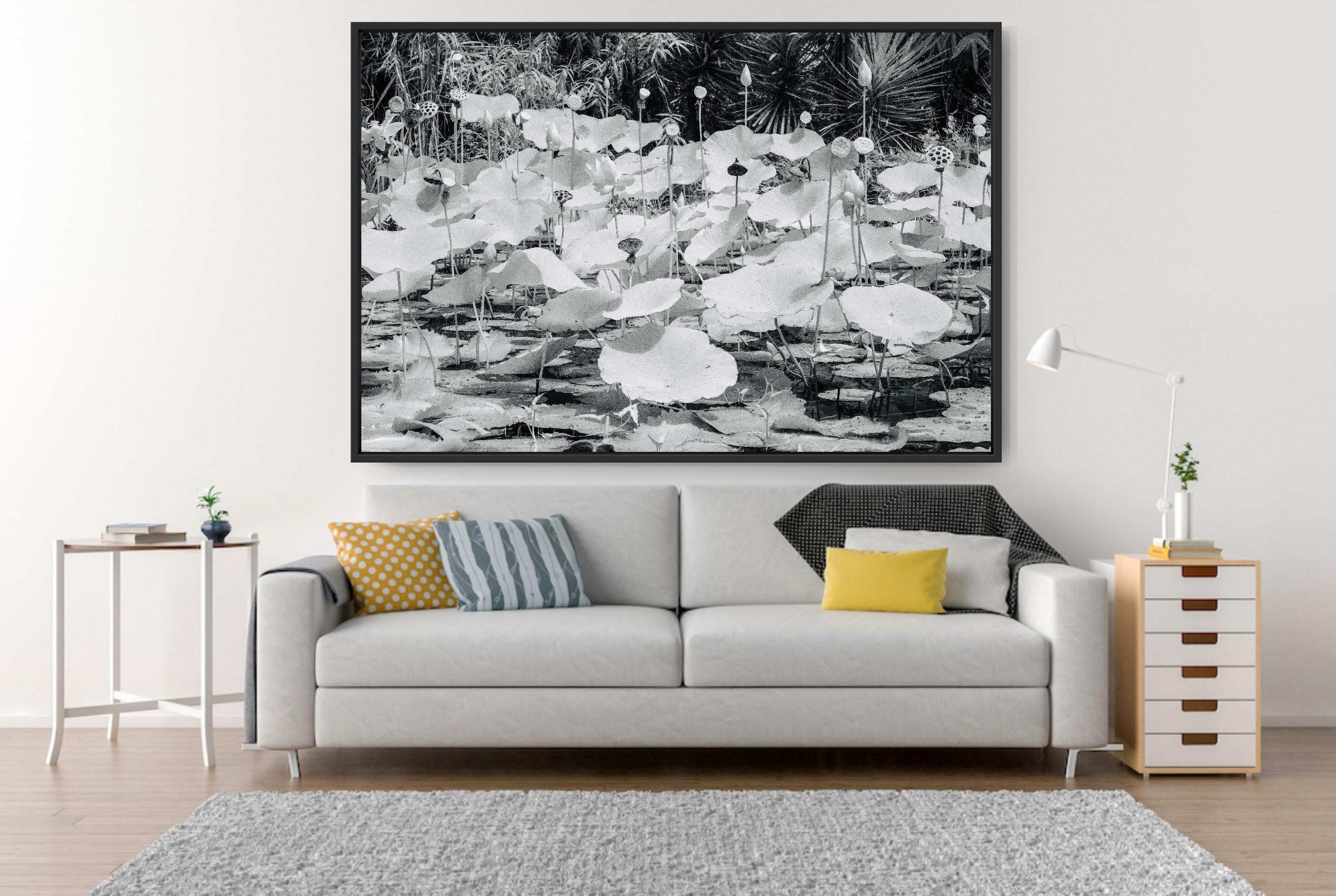 Large  Paysage Nature Wildlife Photographie Nature Lotus Pond Black White India en vente 5