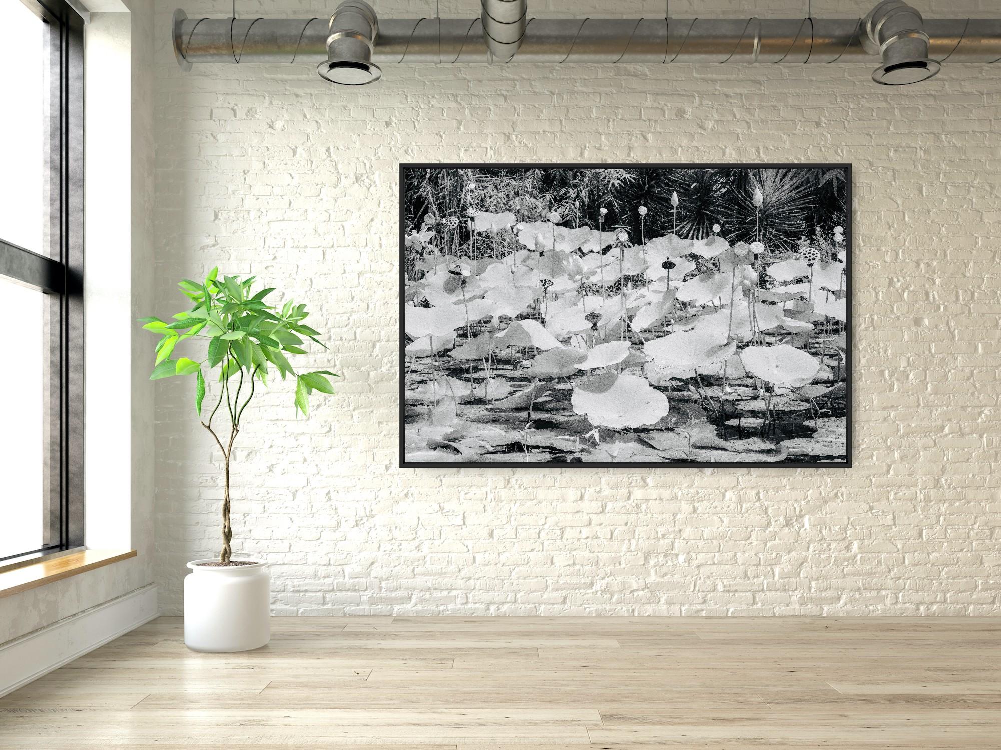 Large  Paysage Nature Wildlife Photographie Nature Lotus Pond Black White India en vente 6