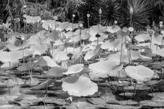 Large  Paysage Nature Wildlife Photographie Nature Lotus Pond Black White India