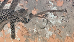 Large Landscape Nature Wildlife Tree Africa Forest Big Cat Leopard Lilac Peach