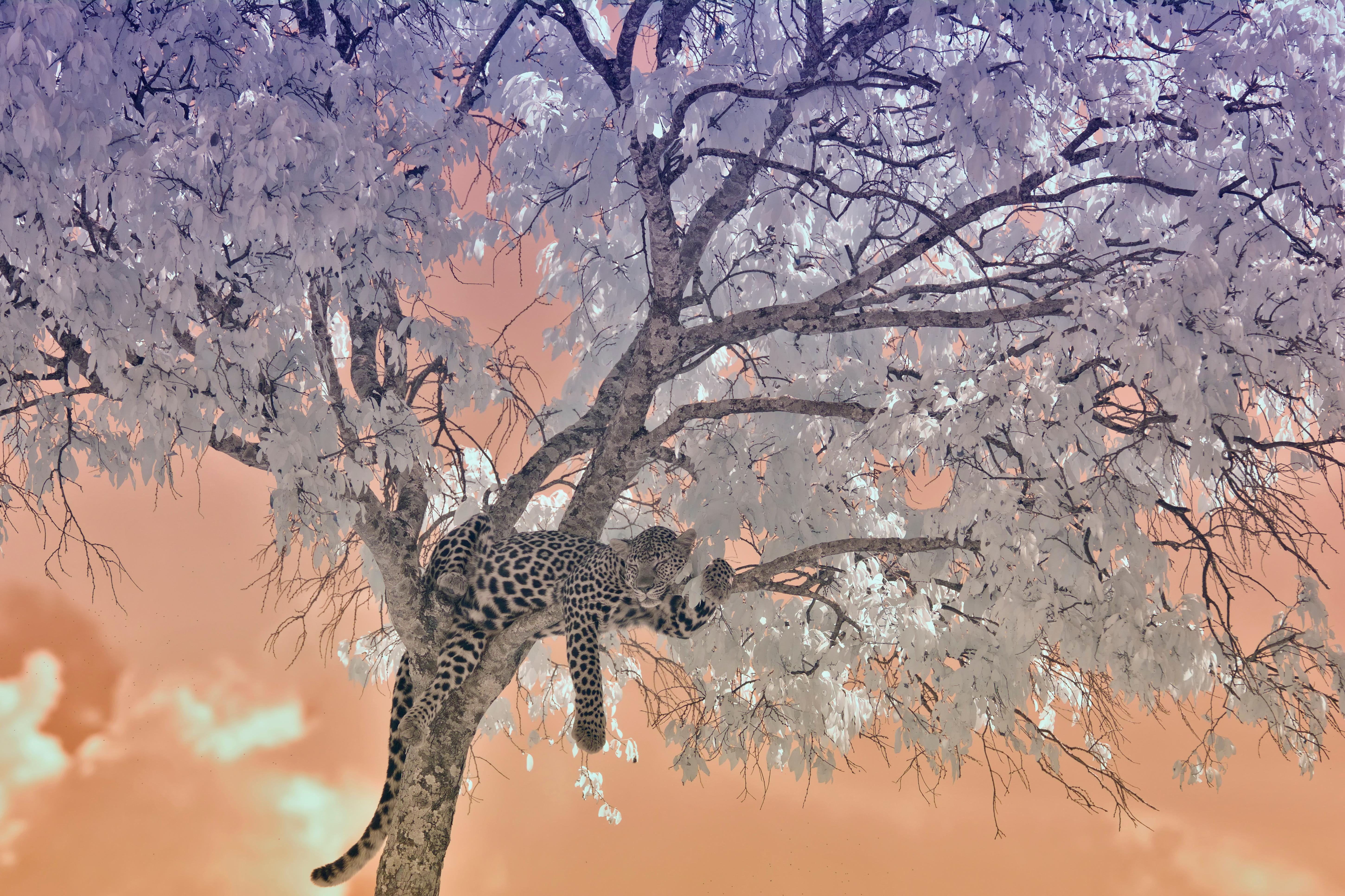Aditya Dicky Singh Color Photograph - Large Landscape Nature Wildlife Tree Africa Forest Big Cat Leopard Lilac Peach 