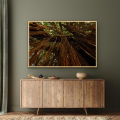 Large Landscape Photograph Banyan Tree India Nature Wildlife Forest Green Brown