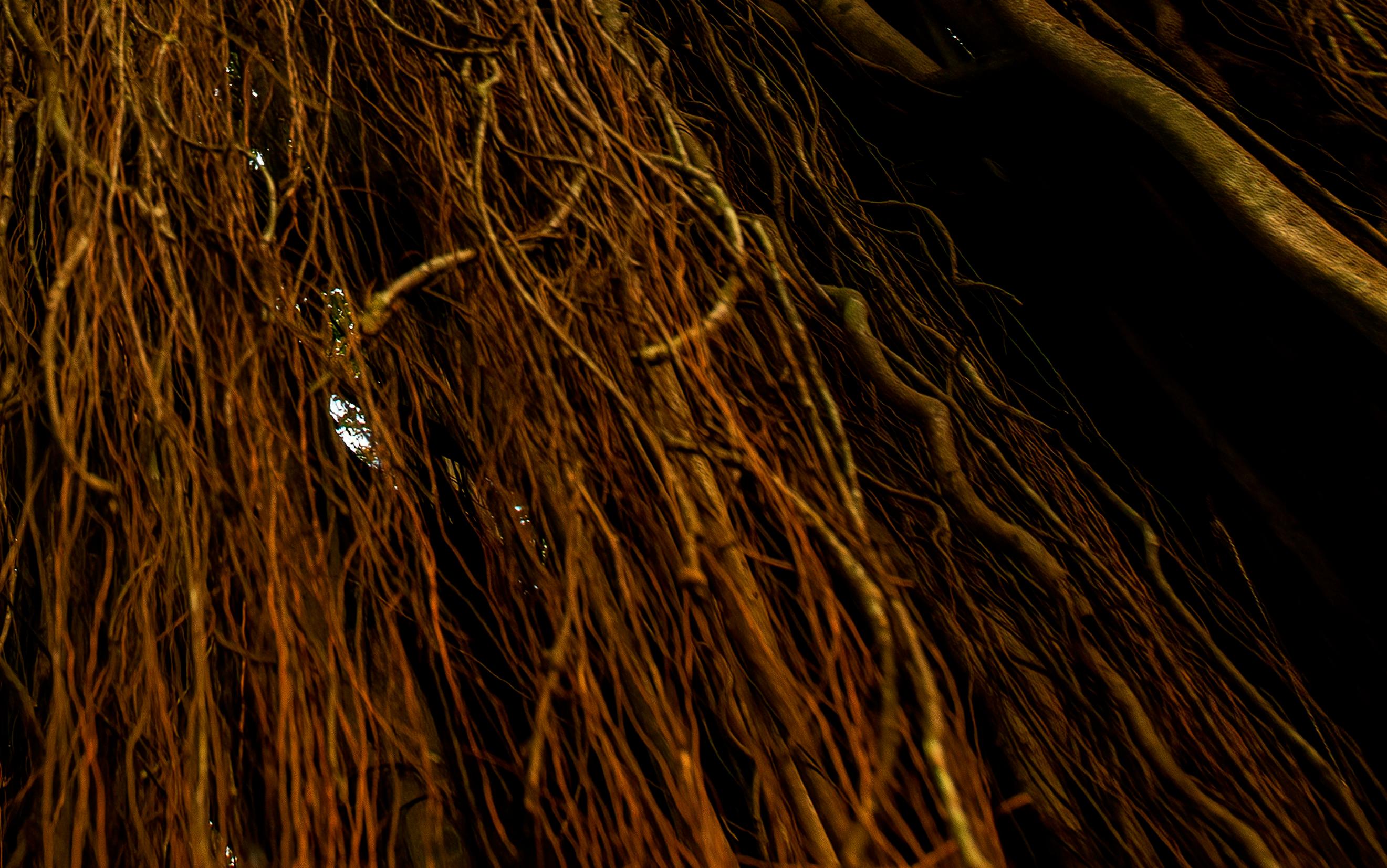Grande photographie de paysage Banyan arbre de l'Inde Nature Wildlife Forest Green Brown - Noir Color Photograph par Aditya Dicky Singh