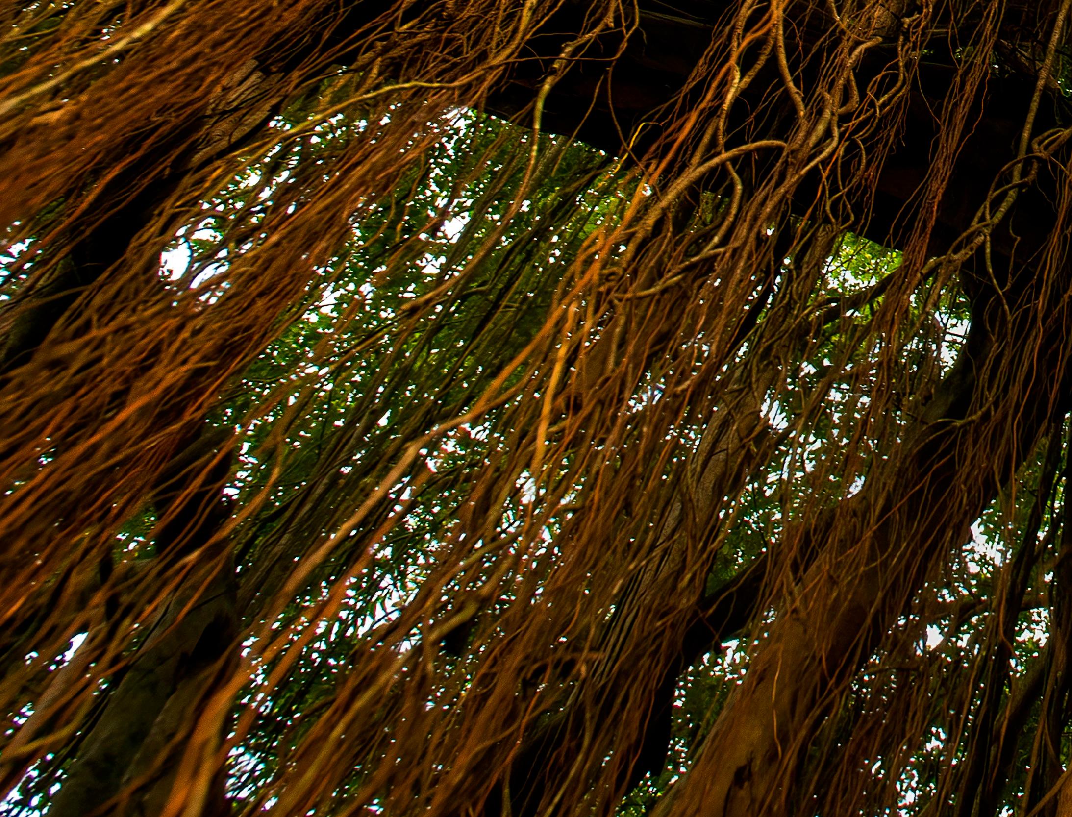 Grande photographie de paysage Banyan arbre de l'Inde Nature Wildlife Forest Green Brown en vente 1