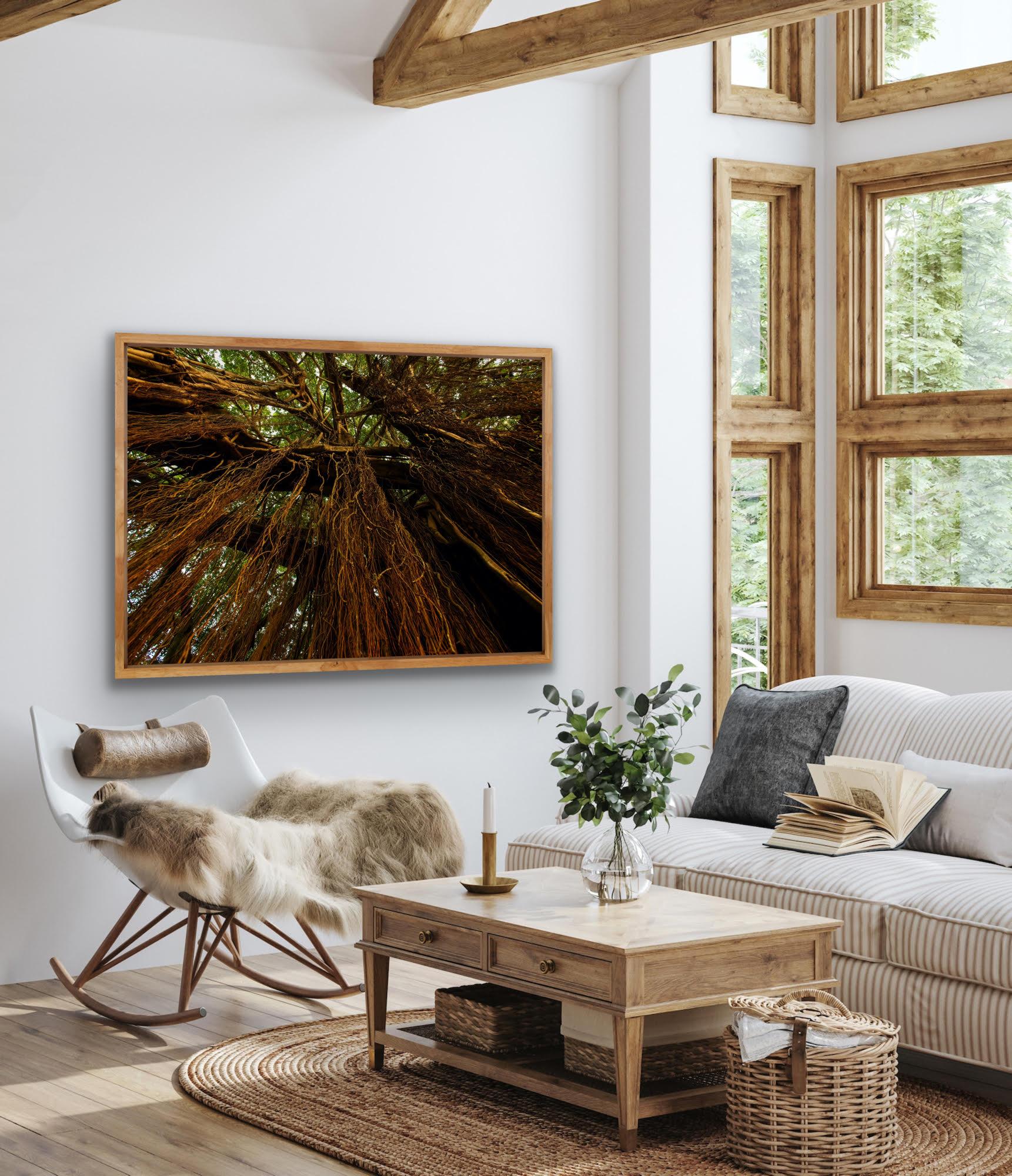 Grande photographie de paysage Banyan arbre de l'Inde Nature Wildlife Forest Green Brown en vente 2