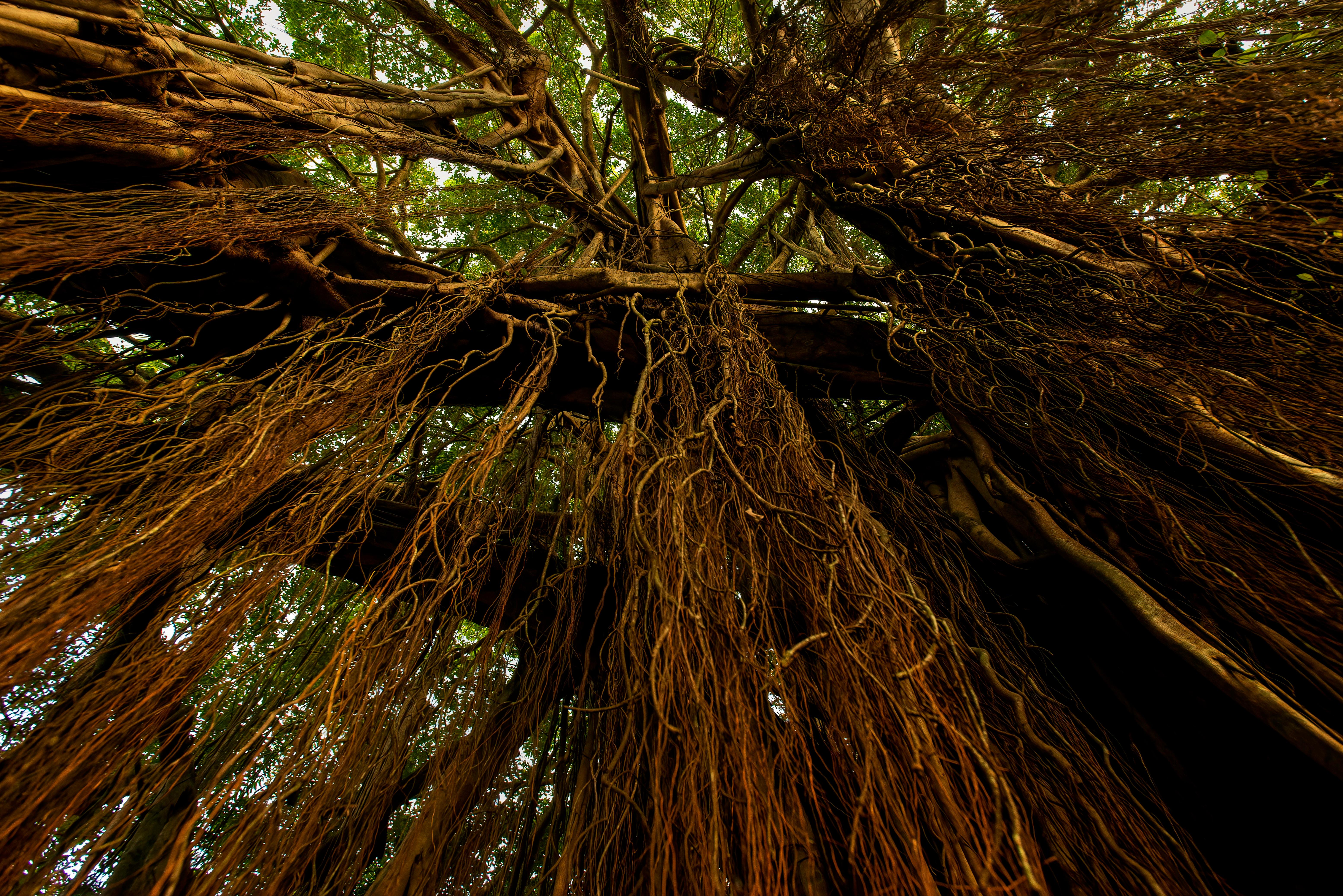 Grande photographie de paysage Banyan arbre de l'Inde Nature Wildlife Forest Green Brown en vente 3