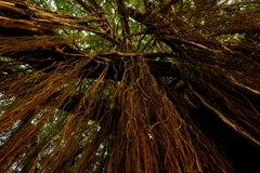 Grande photographie de paysage Banyan arbre de l'Inde Nature Wildlife Forest Green Brown
