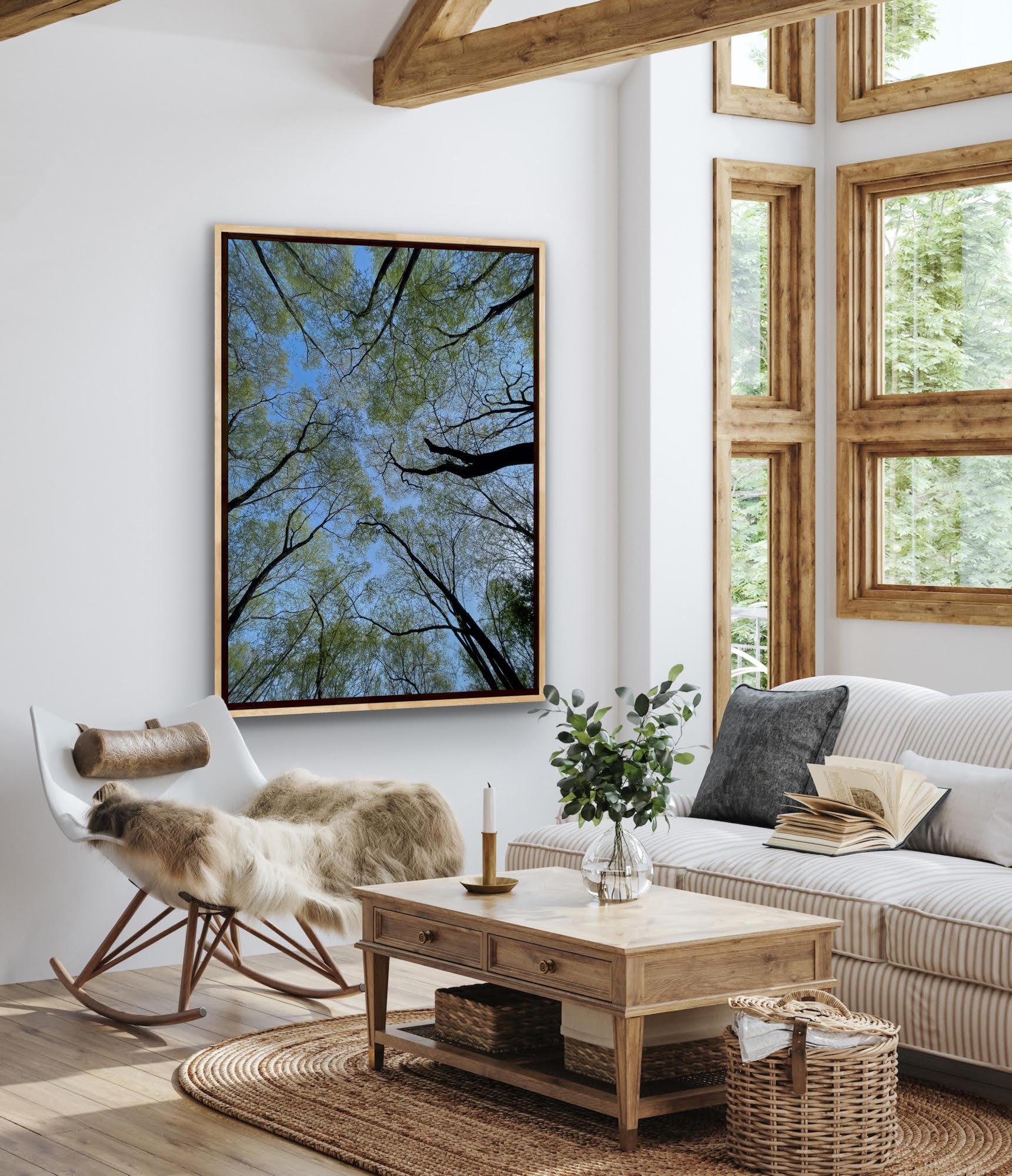 Große Landschaftsfotografie Nature Trees Wildlife Wald Blauer Himmel Indien – Photograph von Aditya Dicky Singh