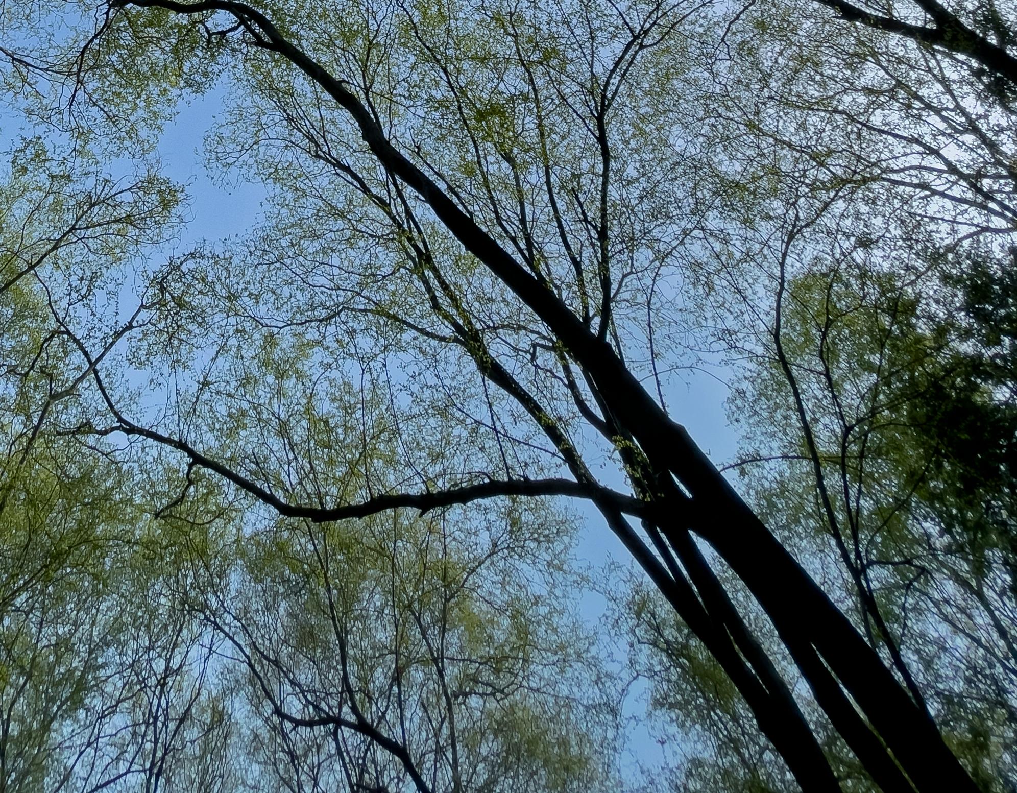 Große Landschaftsfotografie Nature Trees Wildlife Wald Blauer Himmel Indien (Zeitgenössisch), Photograph, von Aditya Dicky Singh