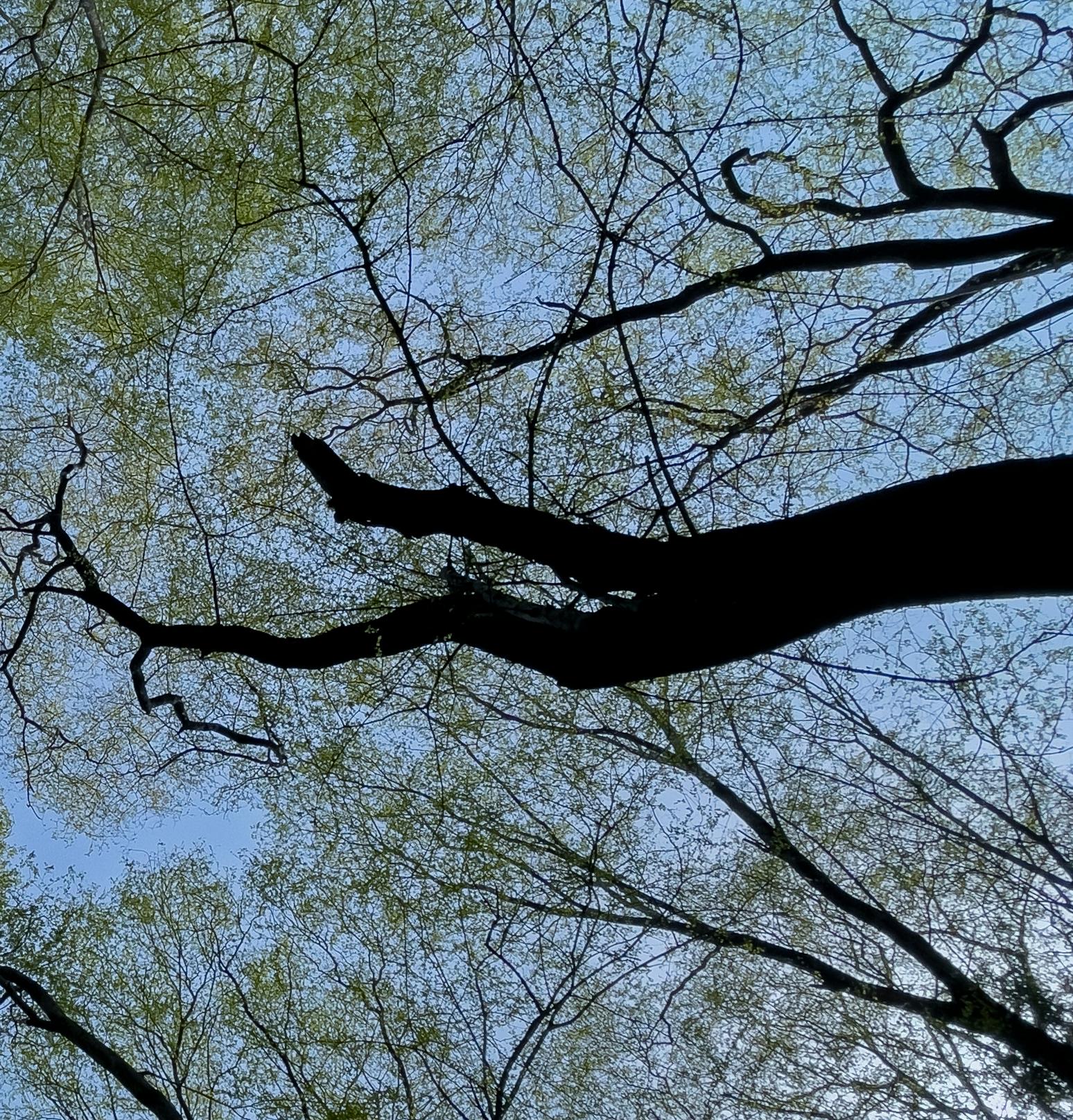 Große Landschaftsfotografie Nature Trees Wildlife Wald Blauer Himmel Indien im Angebot 2