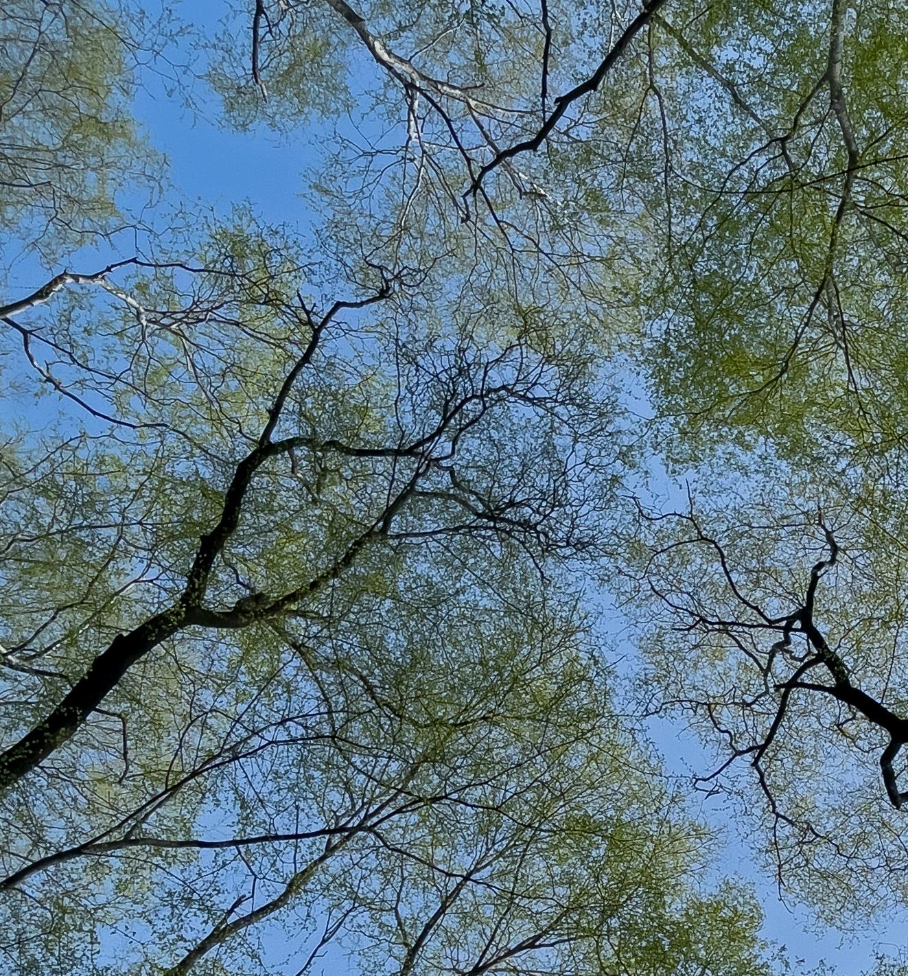 Große Landschaftsfotografie Nature Trees Wildlife Wald Blauer Himmel Indien im Angebot 4