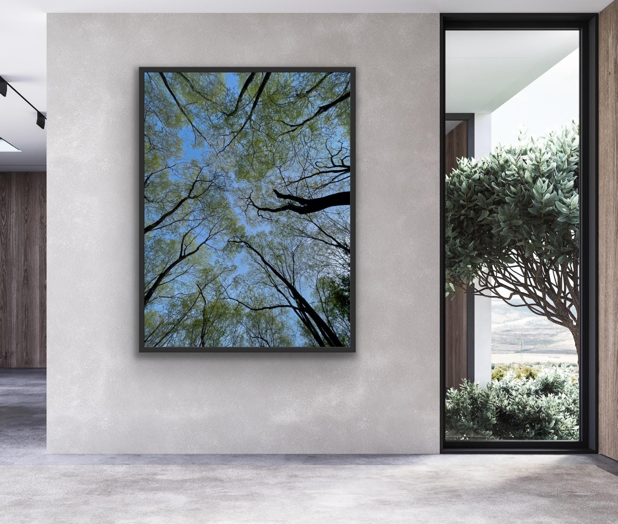 Große Landschaftsfotografie Nature Trees Wildlife Wald Blauer Himmel Indien im Angebot 5
