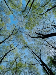 Grande photographie de paysage Nature Arbres Vie sauvage Forêt Bleu Ciel Inde