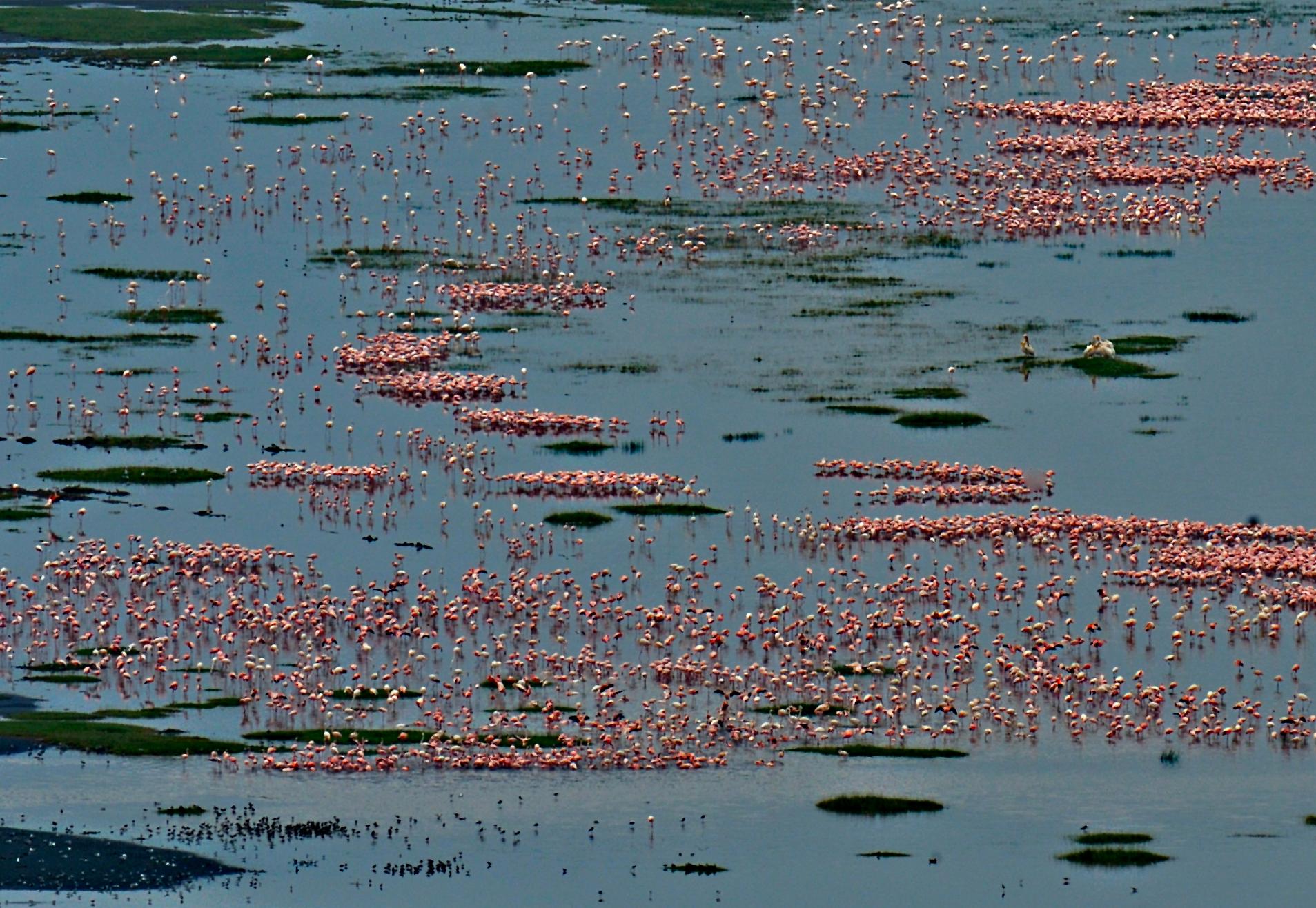 Großes Landschaftsfoto Natur Wildtiere Vögel Rosa Flamingos Blauer See Indien (Zeitgenössisch), Photograph, von Aditya Dicky Singh