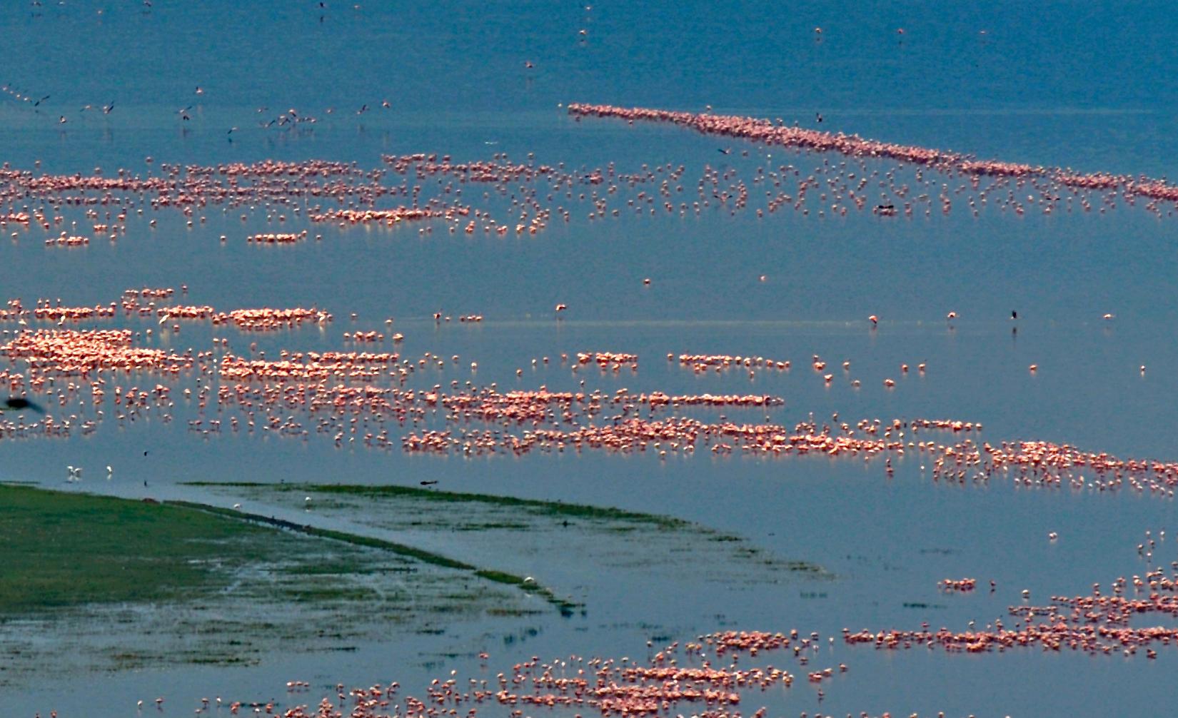 Großes Landschaftsfoto Natur Wildtiere Vögel Rosa Flamingos Blauer See Indien im Angebot 2