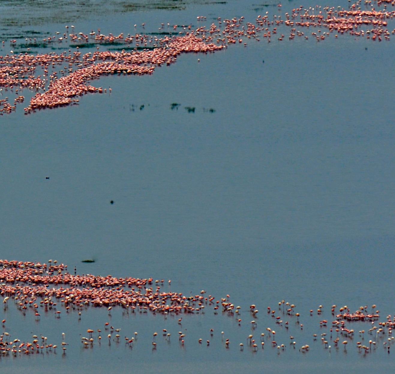 Großes Landschaftsfoto Natur Wildtiere Vögel Rosa Flamingos Blauer See Indien im Angebot 4