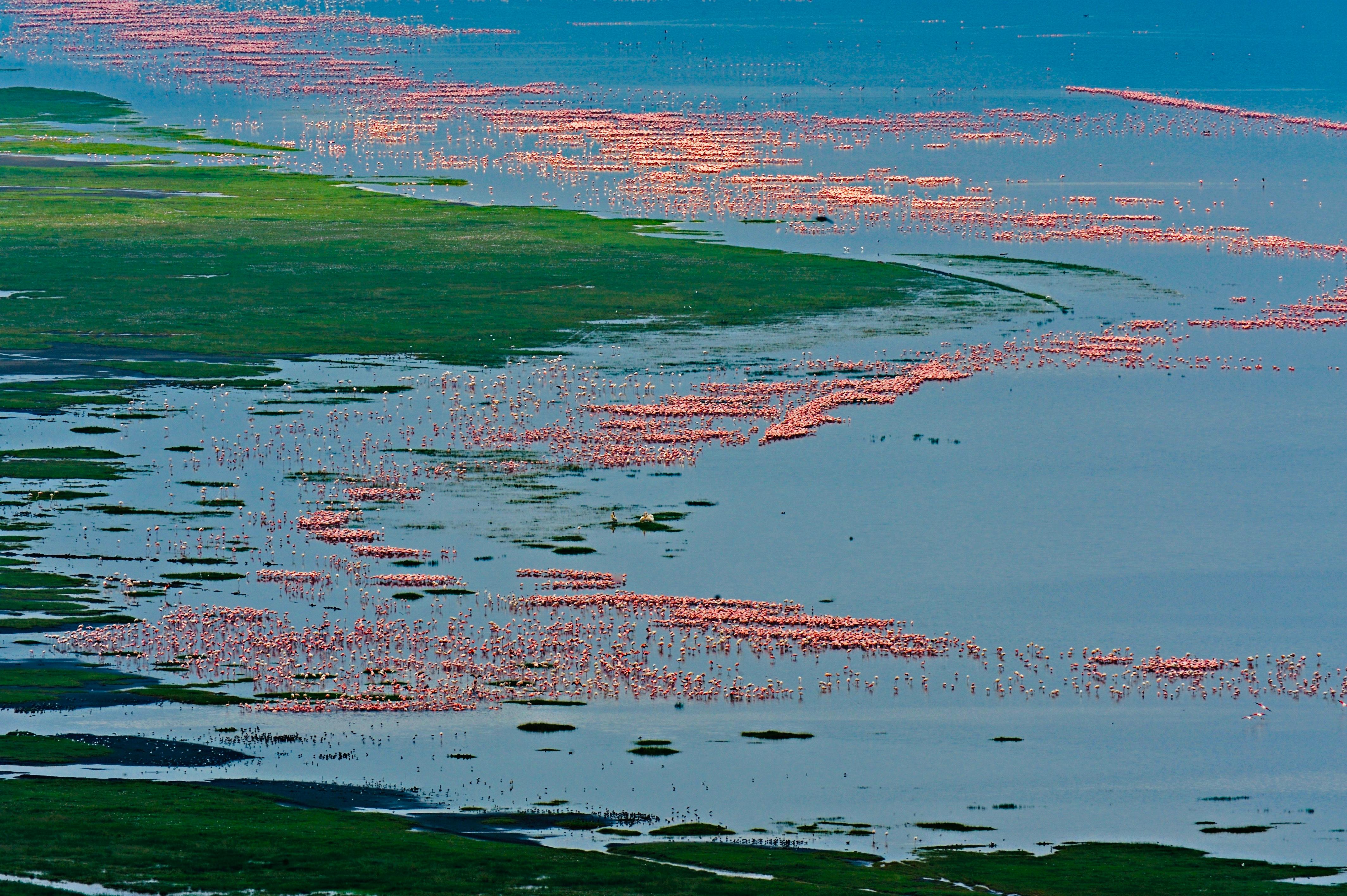 Aditya Dicky Singh Color Photograph – Großes Landschaftsfoto Natur Wildtiere Vögel Rosa Flamingos Blauer See Indien
