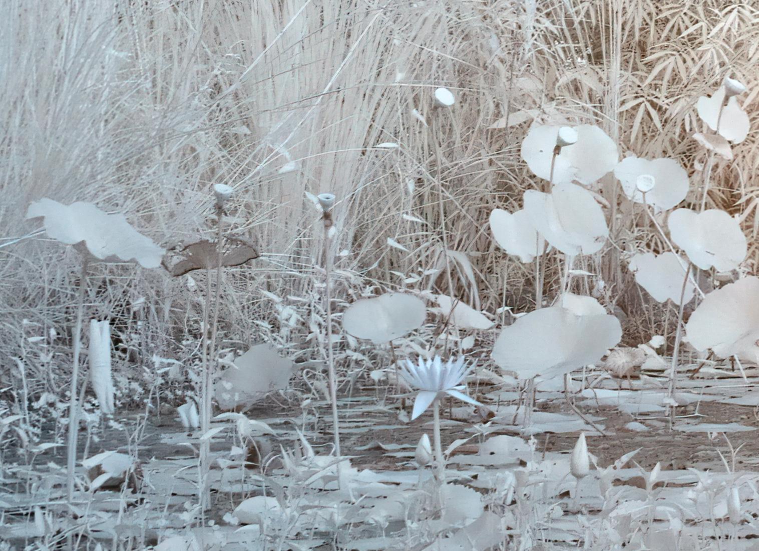 Aditya Dicky Singh  Sans titre  Photographie infrarouge sur papier d'archivage de haute qualité Hahnemuhle  
*Veuillez noter que cette œuvre d'art peut être réalisée jusqu'à 99