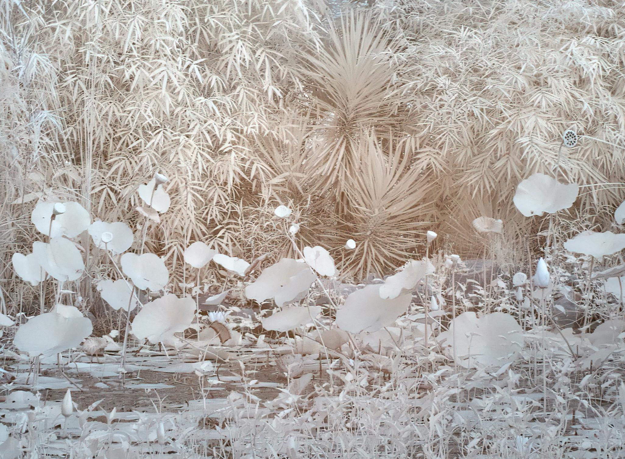 Grand paysage éthéré Nature Wildlife Photographie India White Blue Lotus Pond en vente 5